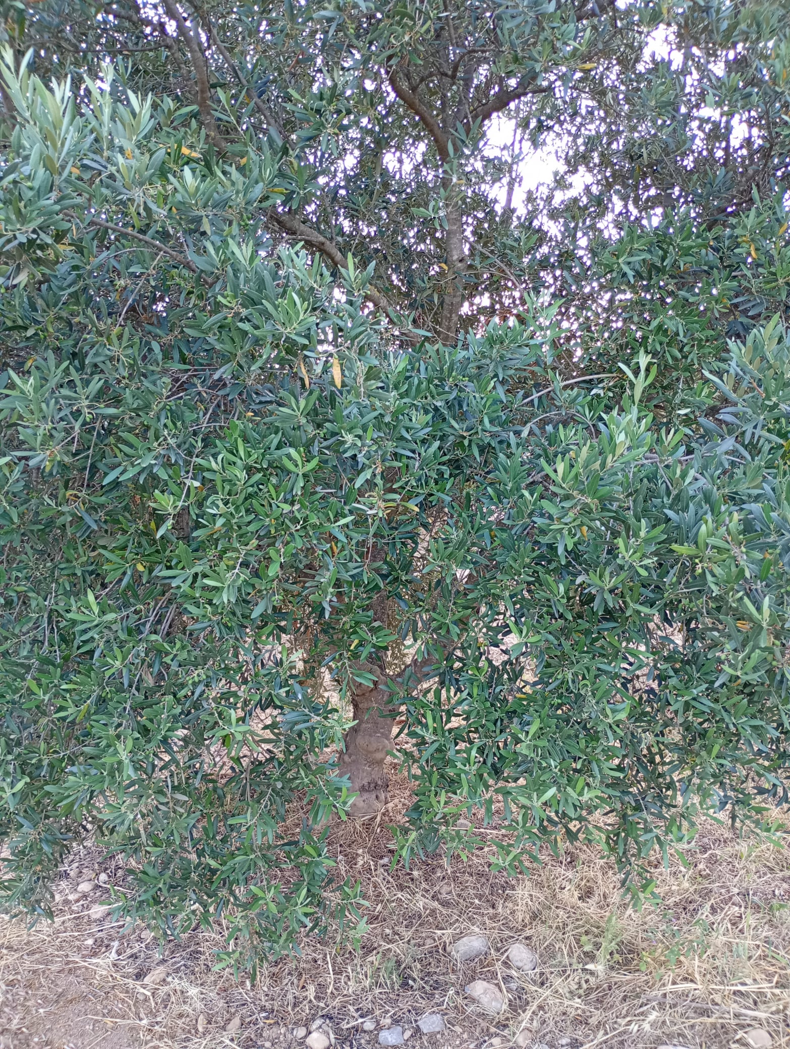 vita-olio Kalabrien