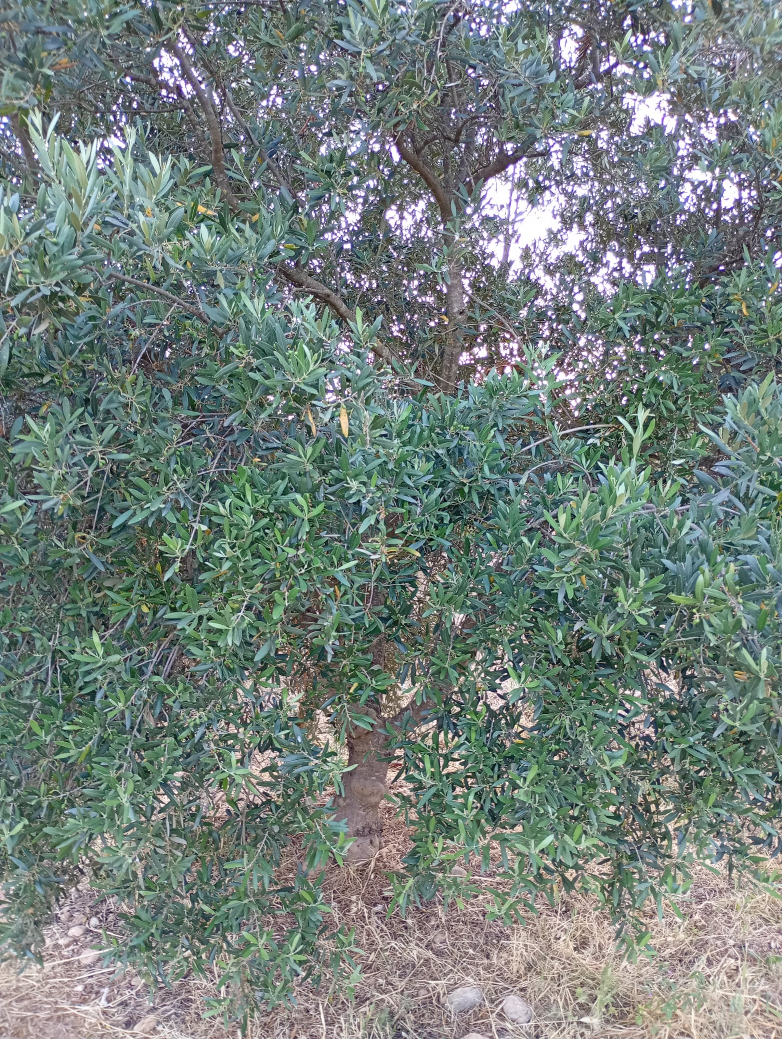 vita-olio Kalabrien
