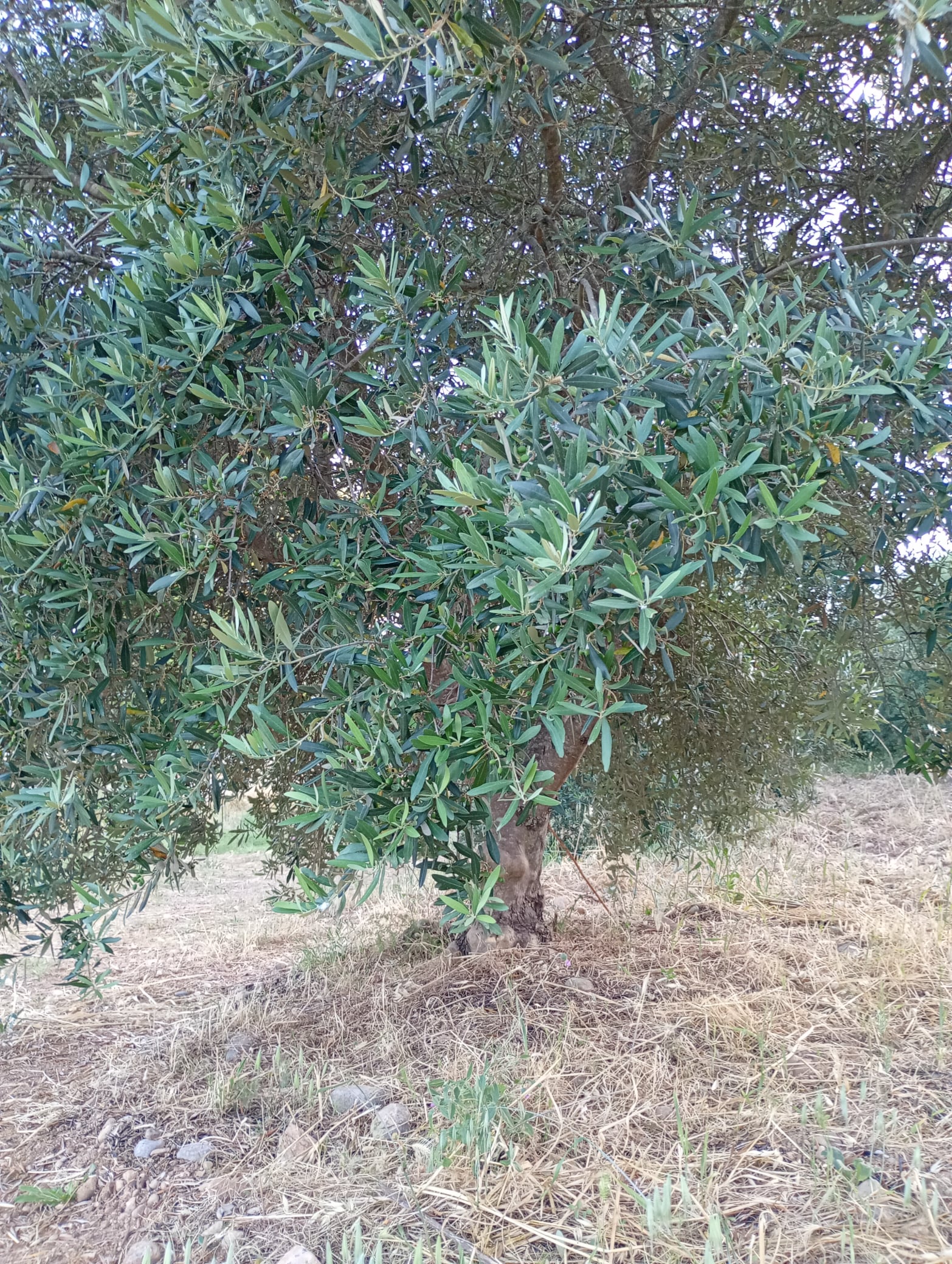vita-olio Kalabrien