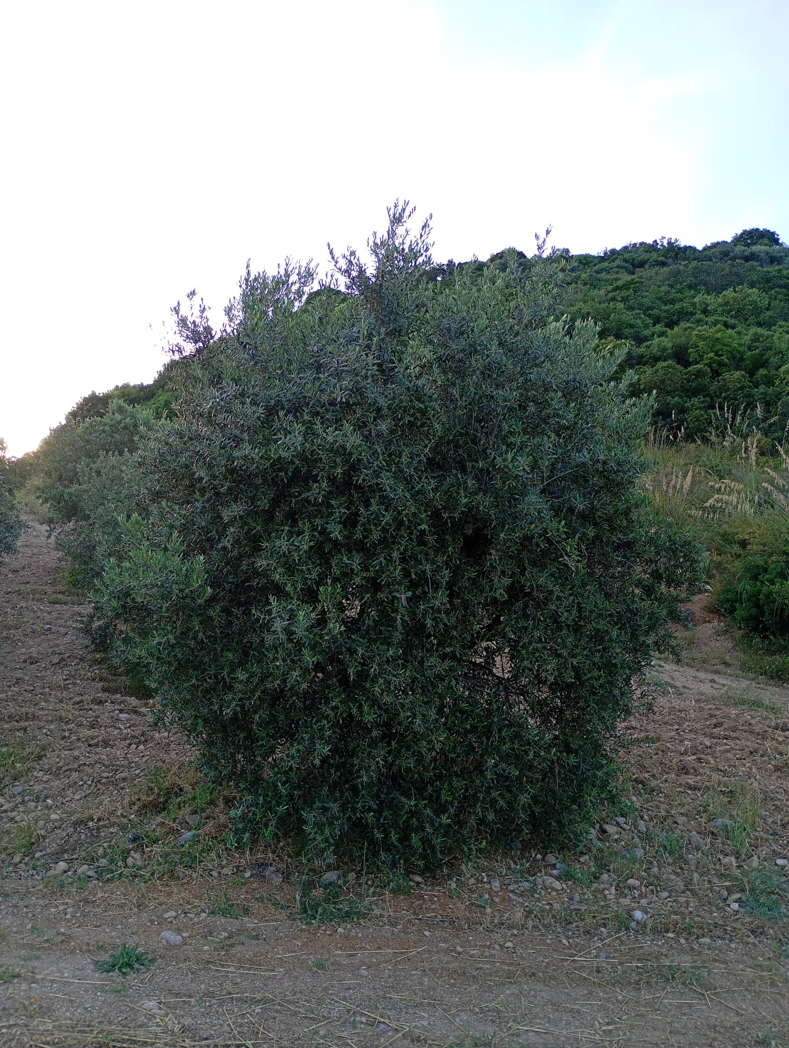 vita-olio Kalabrien