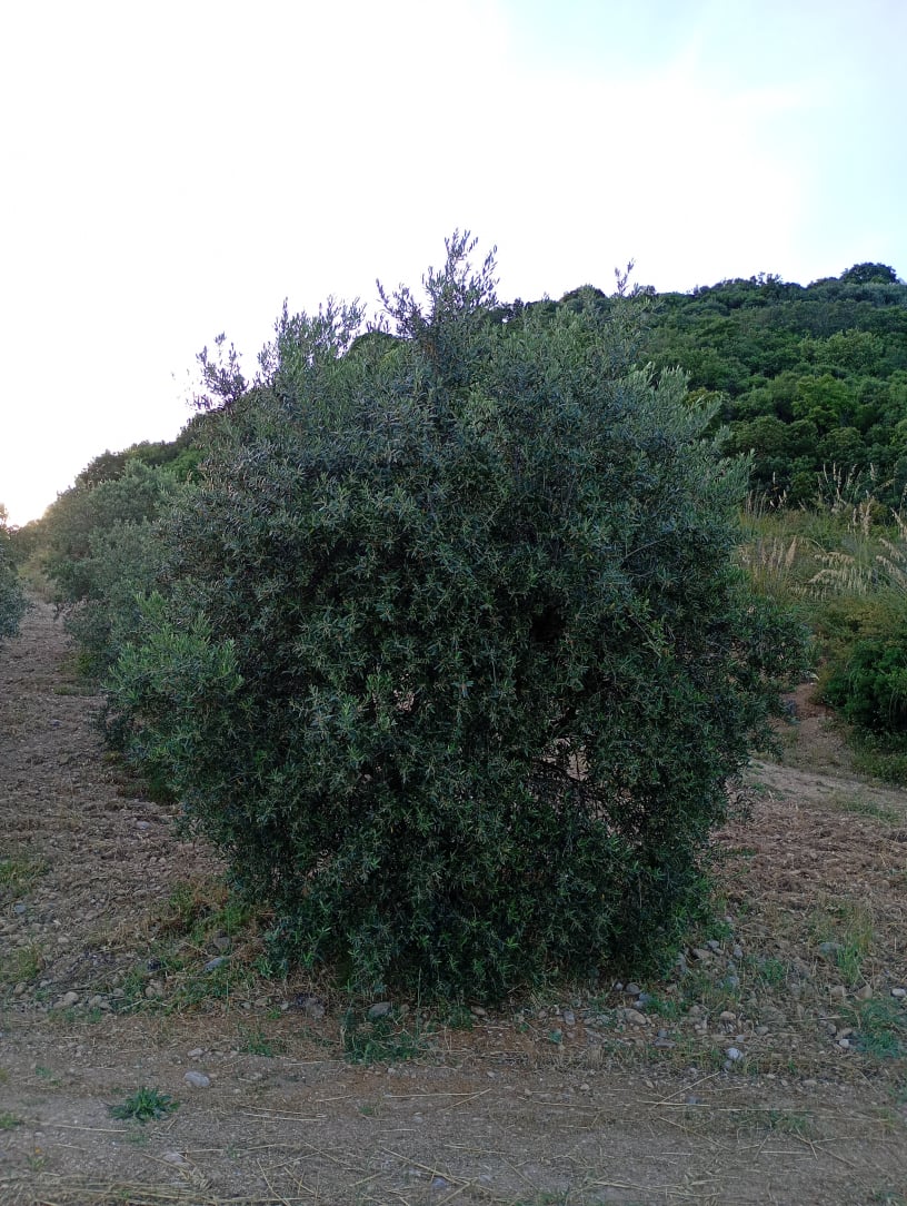 vita-olio Kalabrien