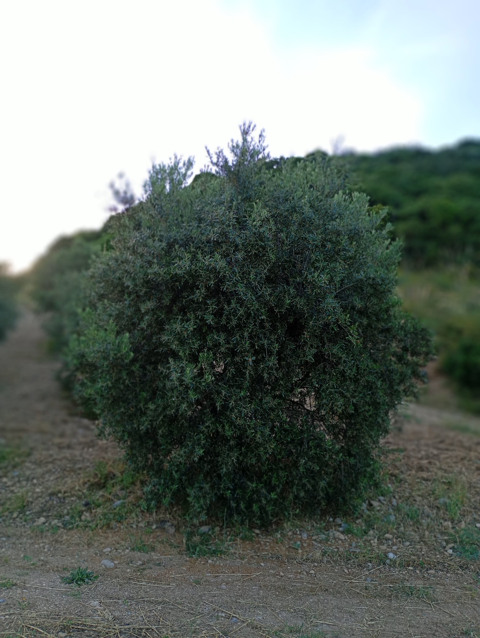 vita-olio Kalabrien
