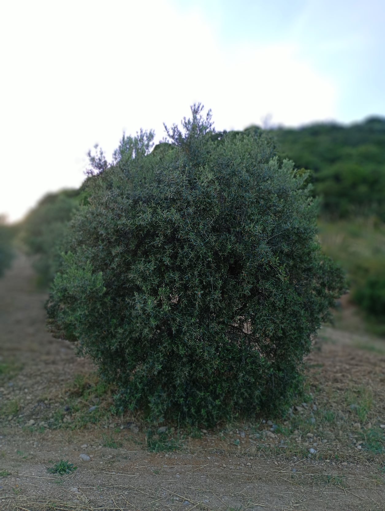vita-olio Kalabrien