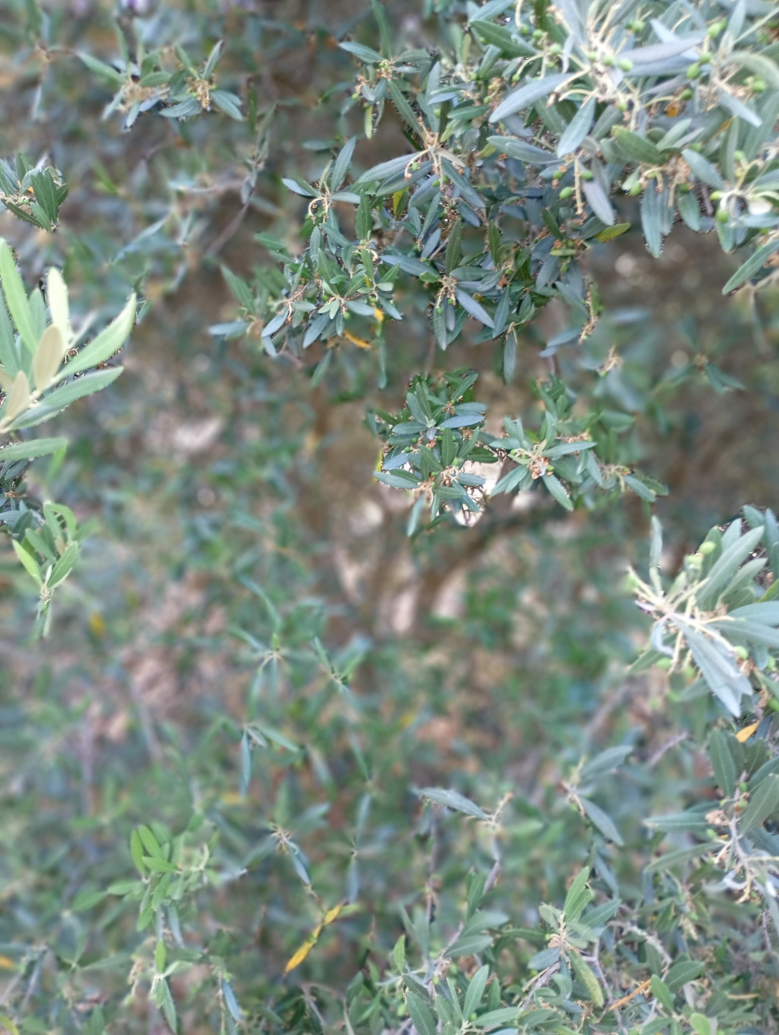 vita-olio Kalabrien