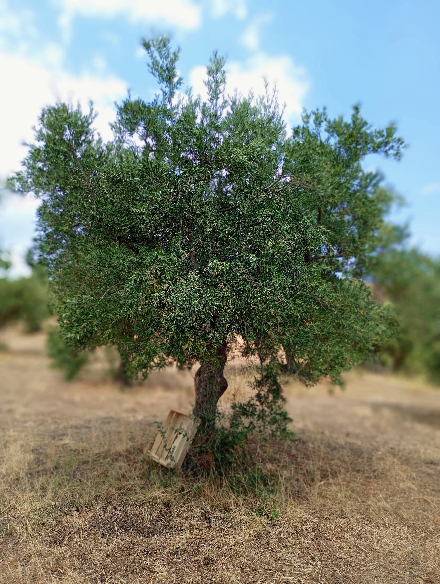 vita-olio Kalabrien