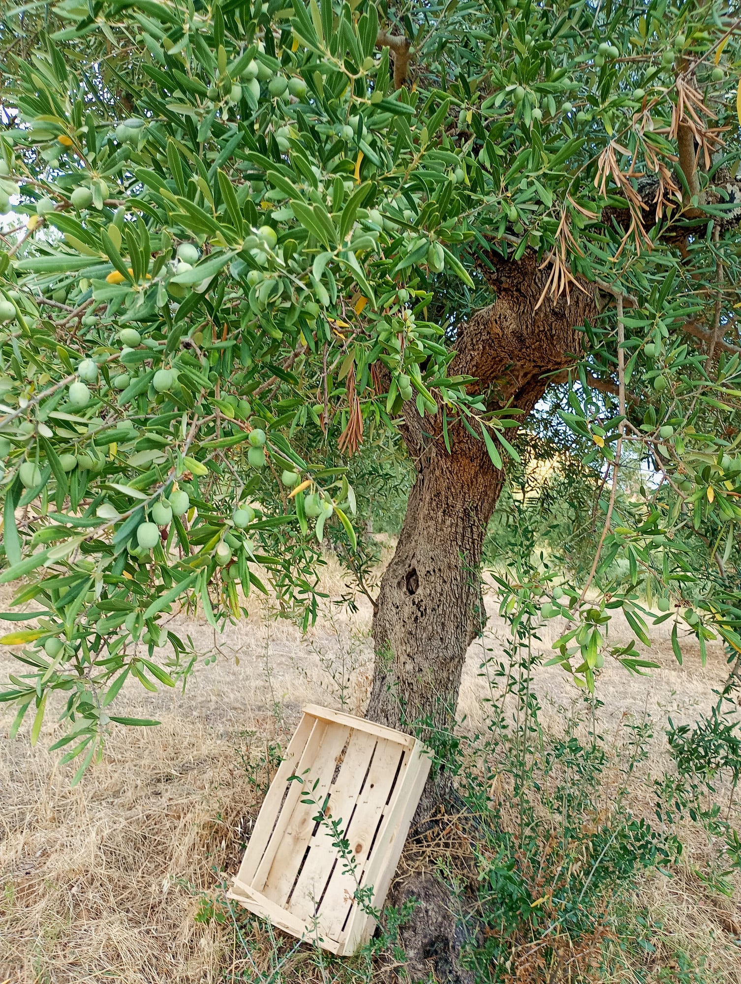 vita-olio Kalabrien