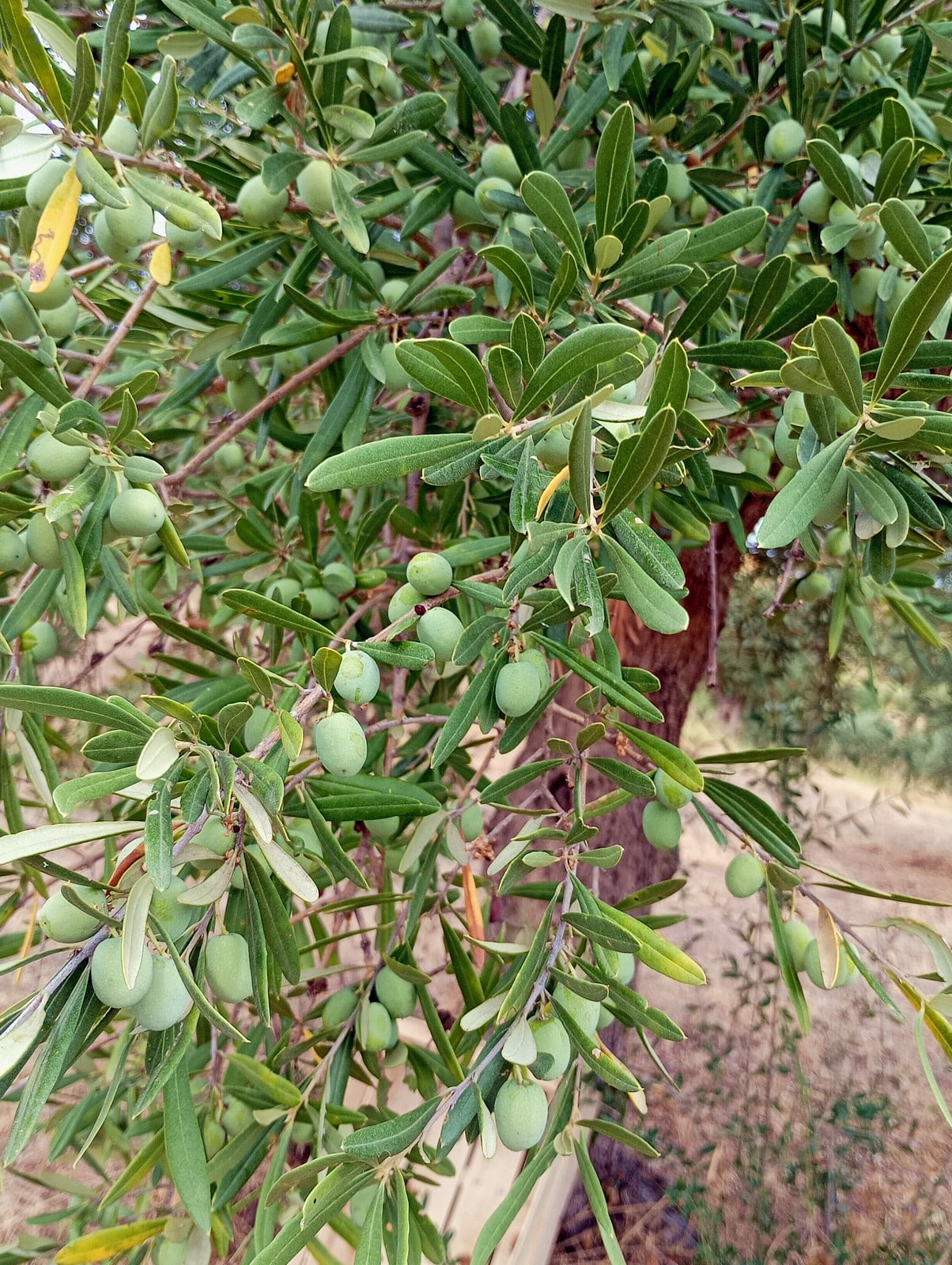 vita-olio Kalabrien