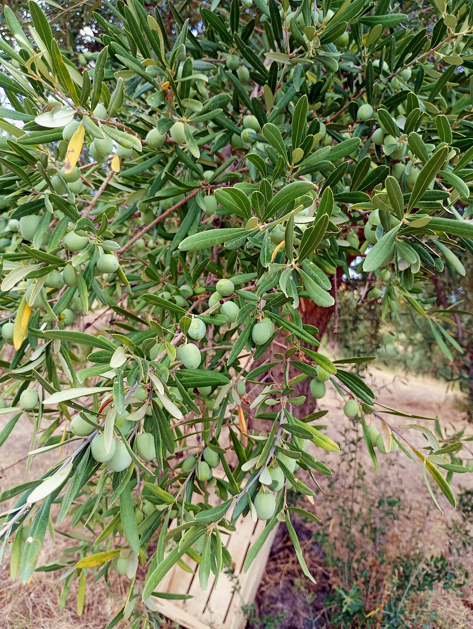 vita-olio Kalabrien
