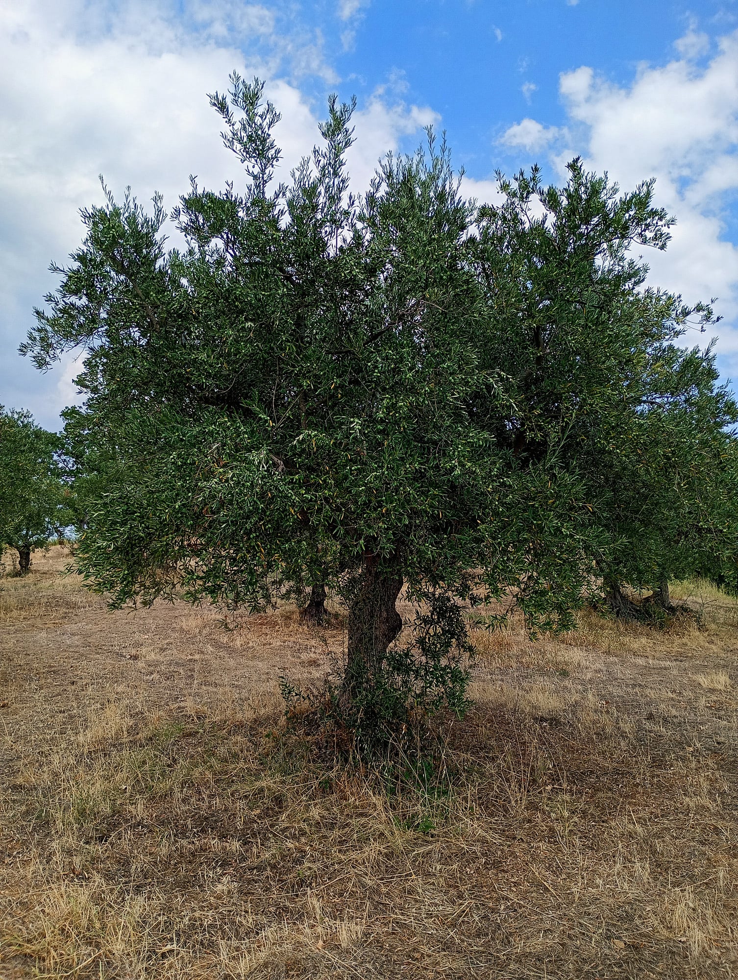 vita-olio Kalabrien