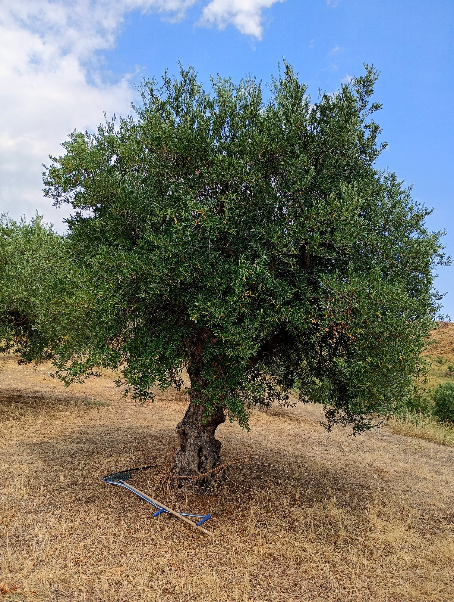 vita-olio Kalabrien