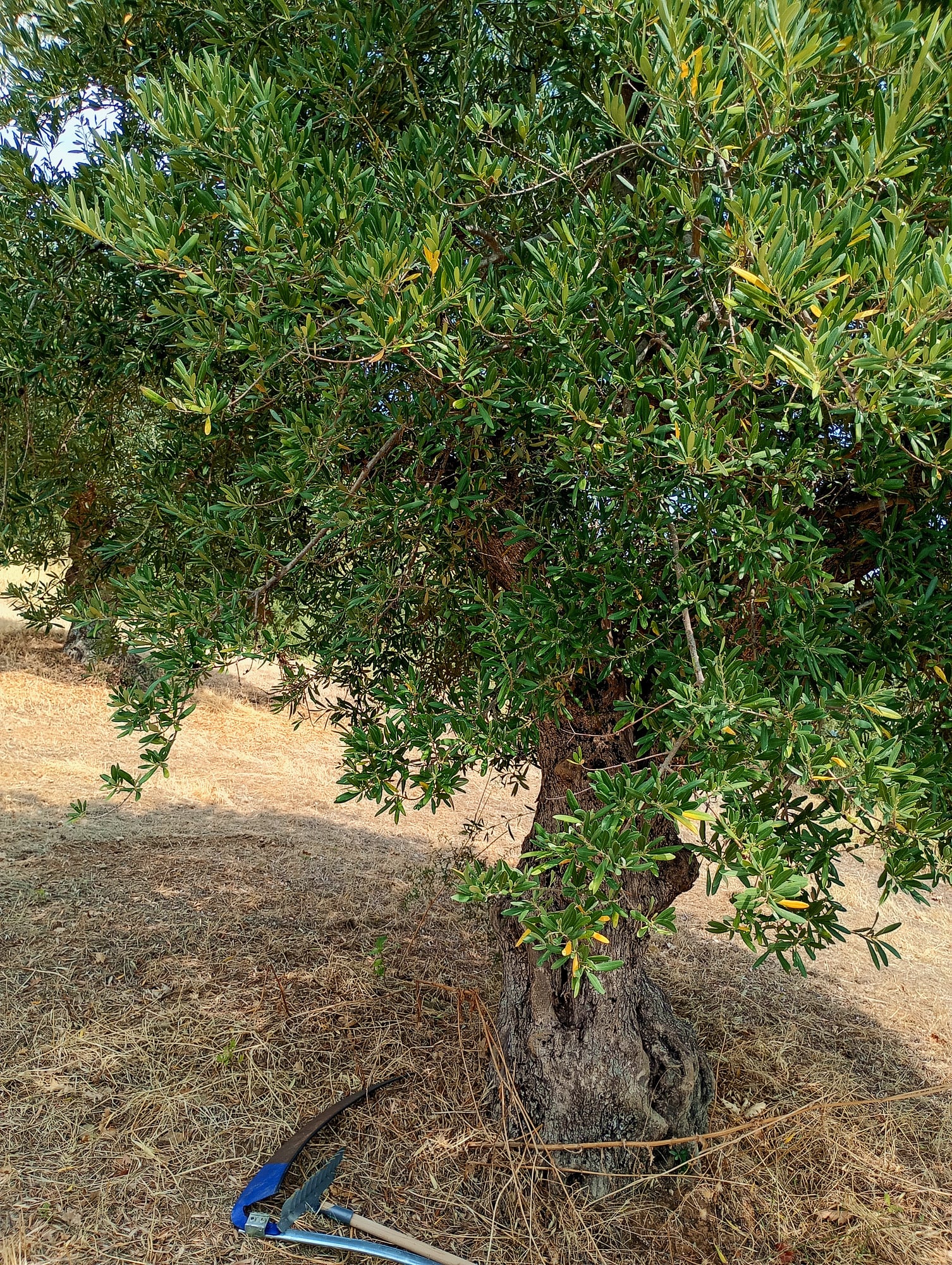 vita-olio Kalabrien