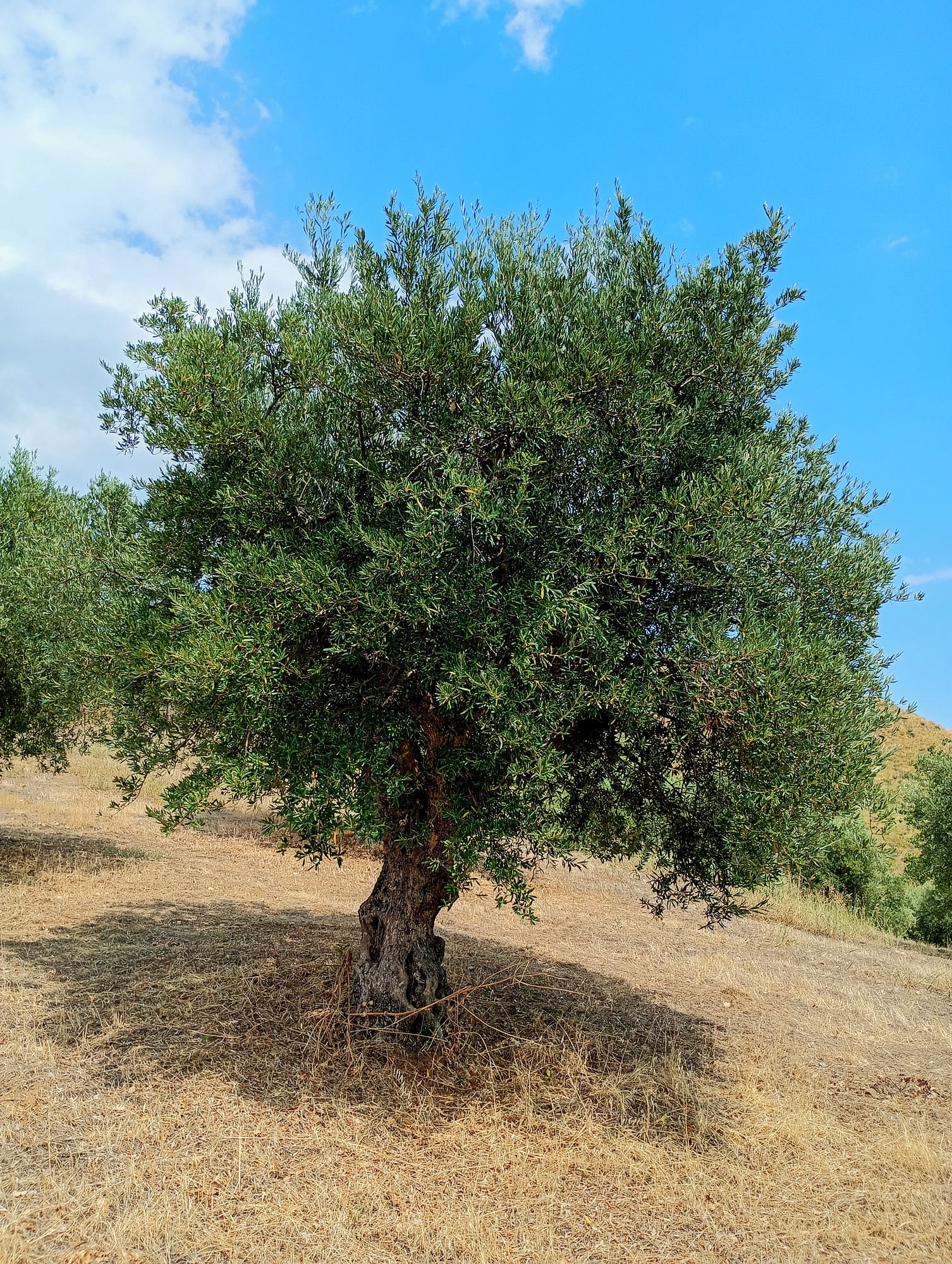 vita-olio Kalabrien