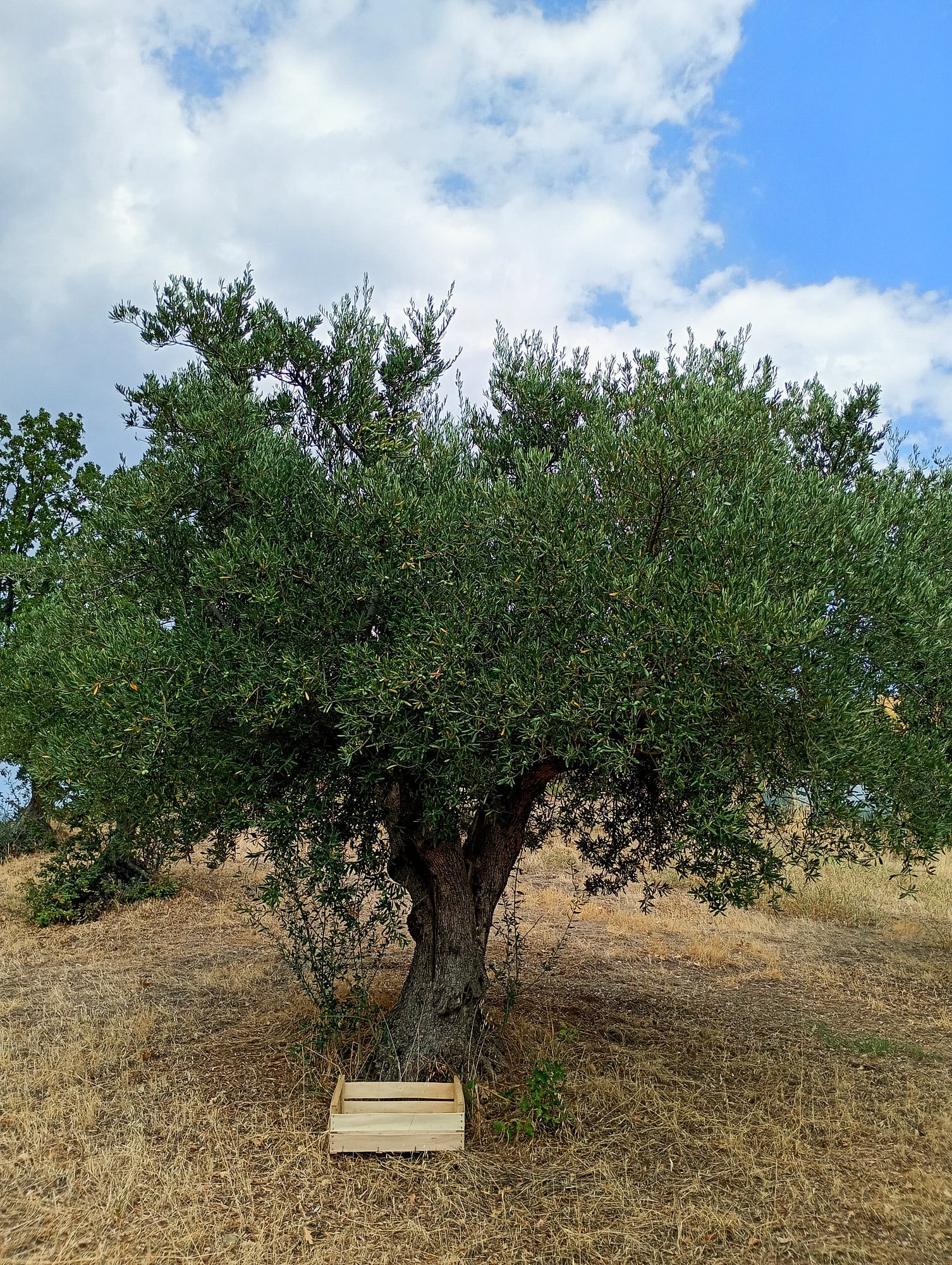 vita-olio Kalabrien