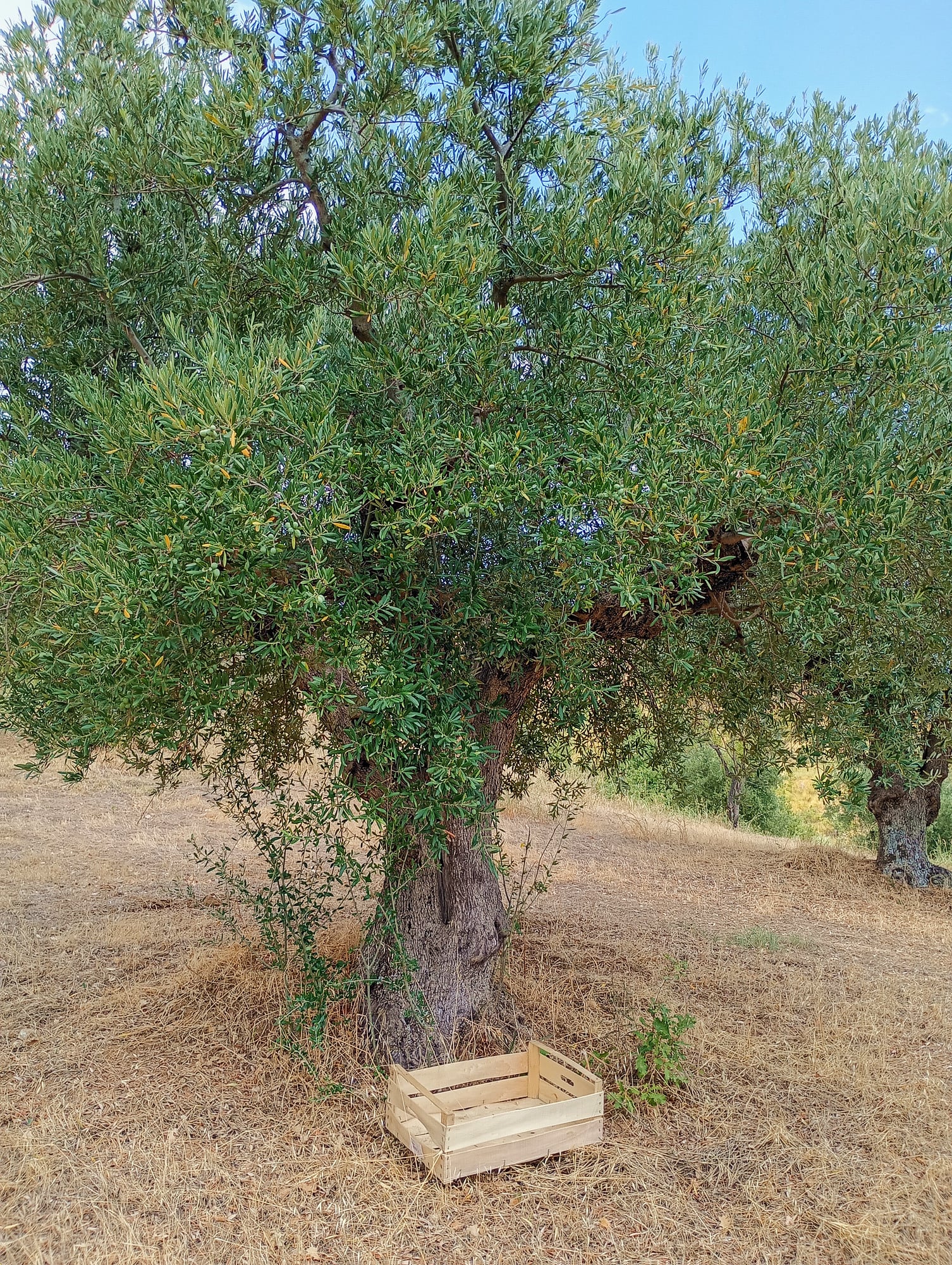 vita-olio Kalabrien