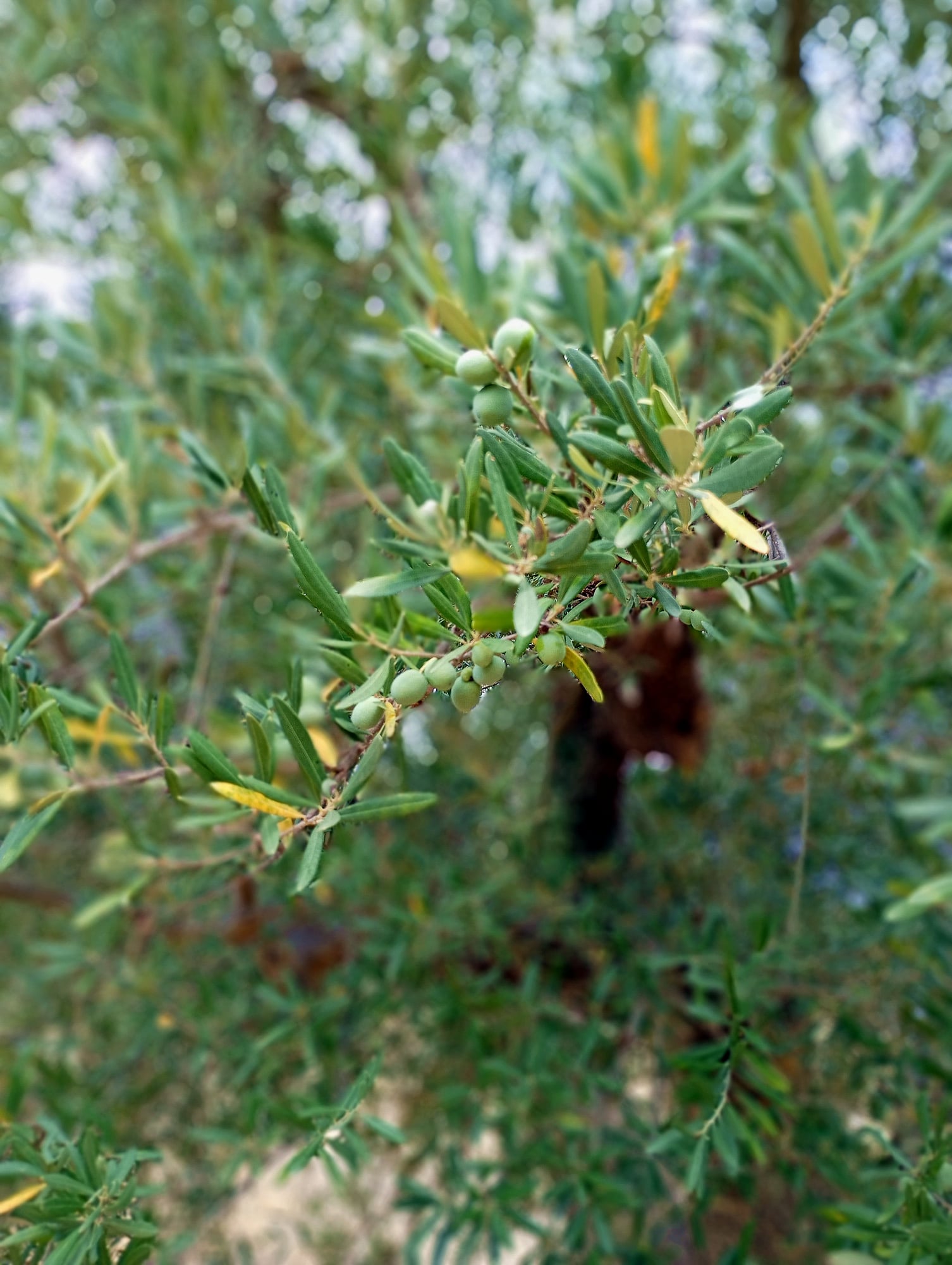 vita-olio Kalabrien
