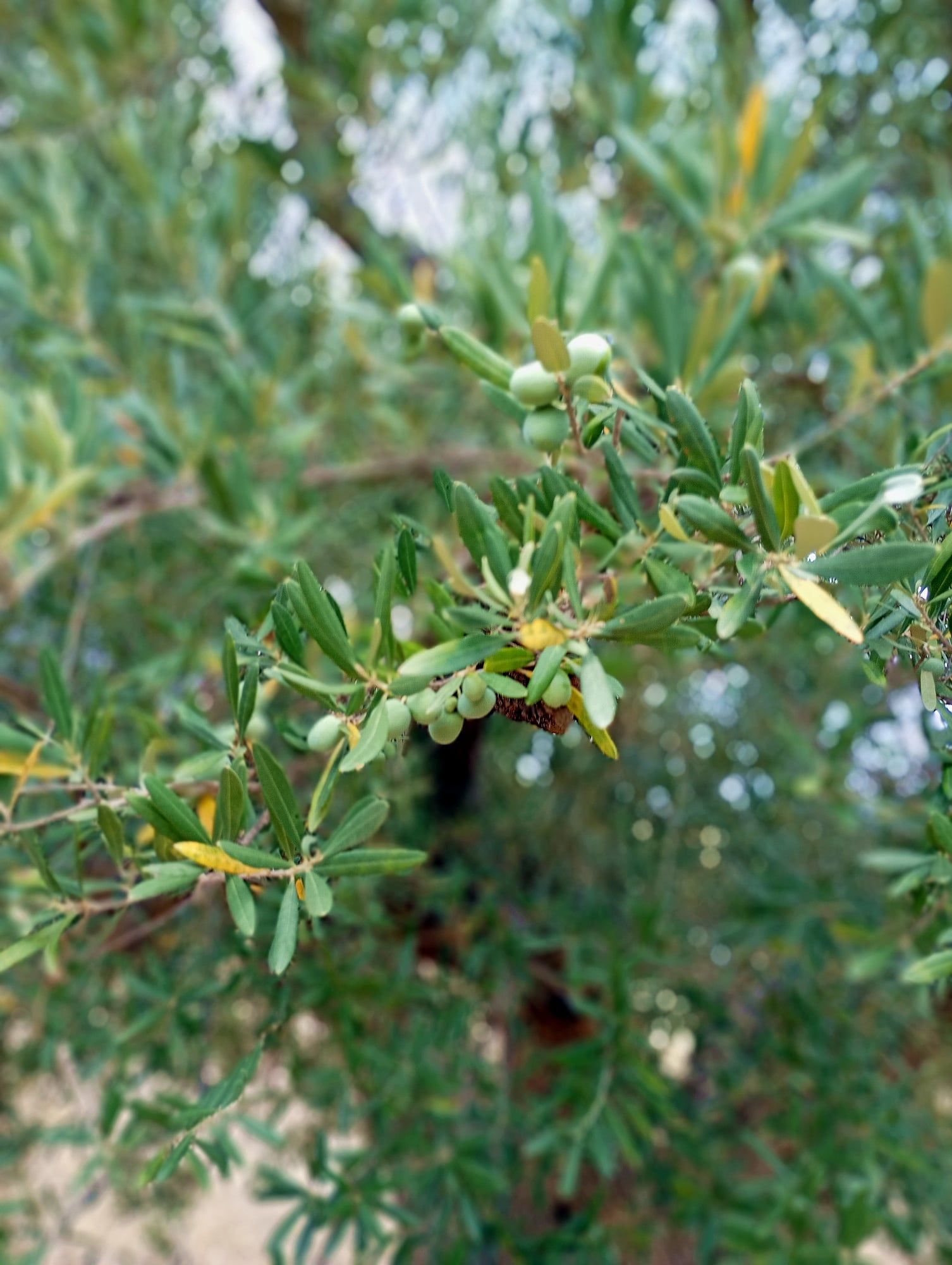 vita-olio Kalabrien