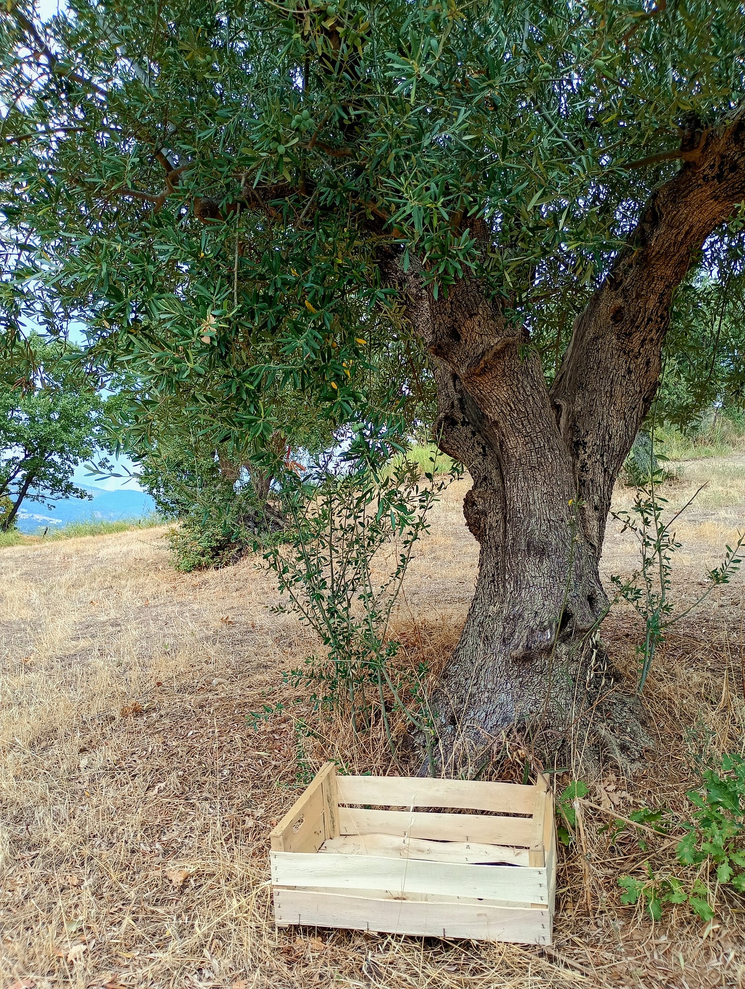 vita-olio Kalabrien