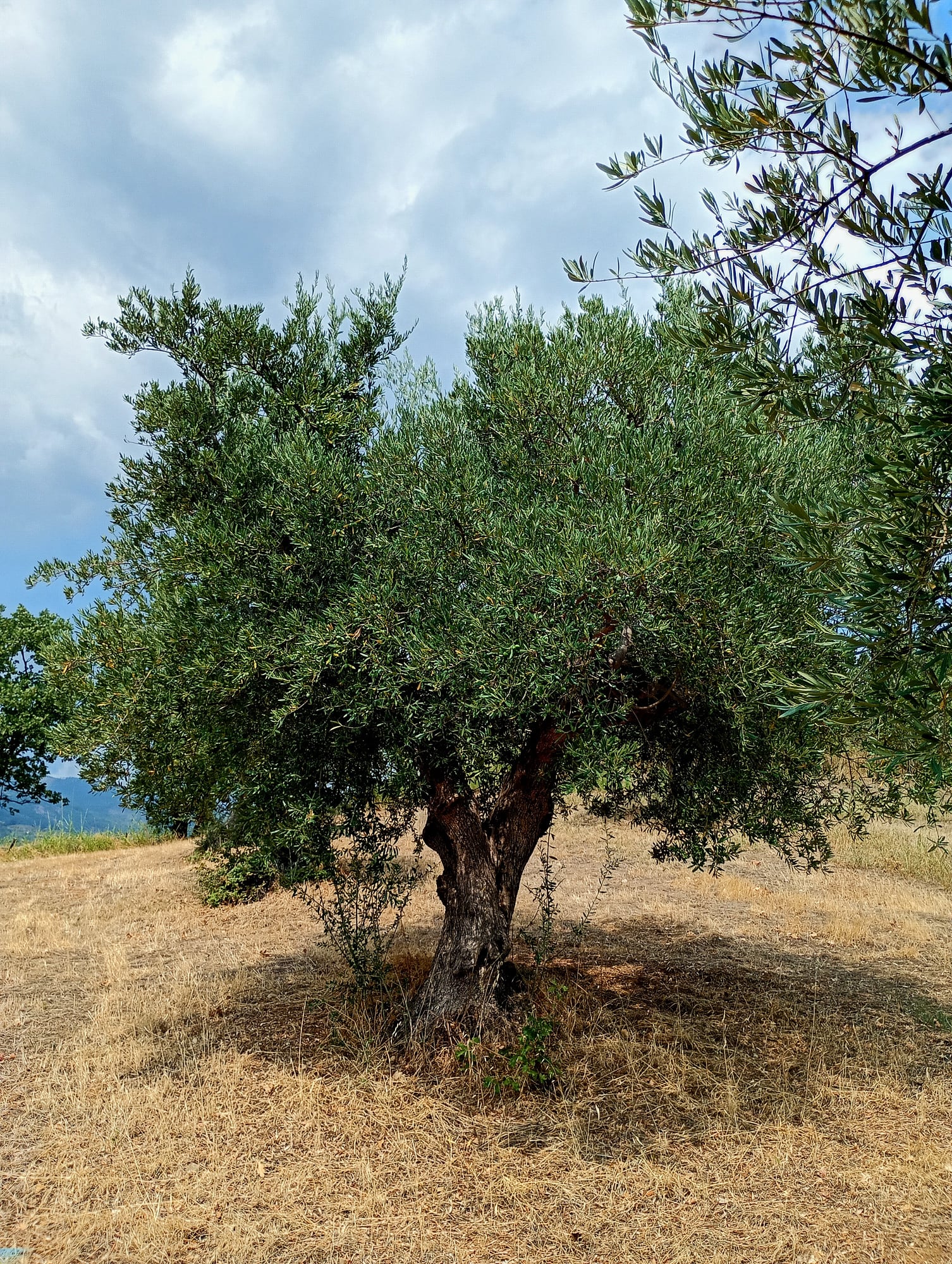 vita-olio Kalabrien