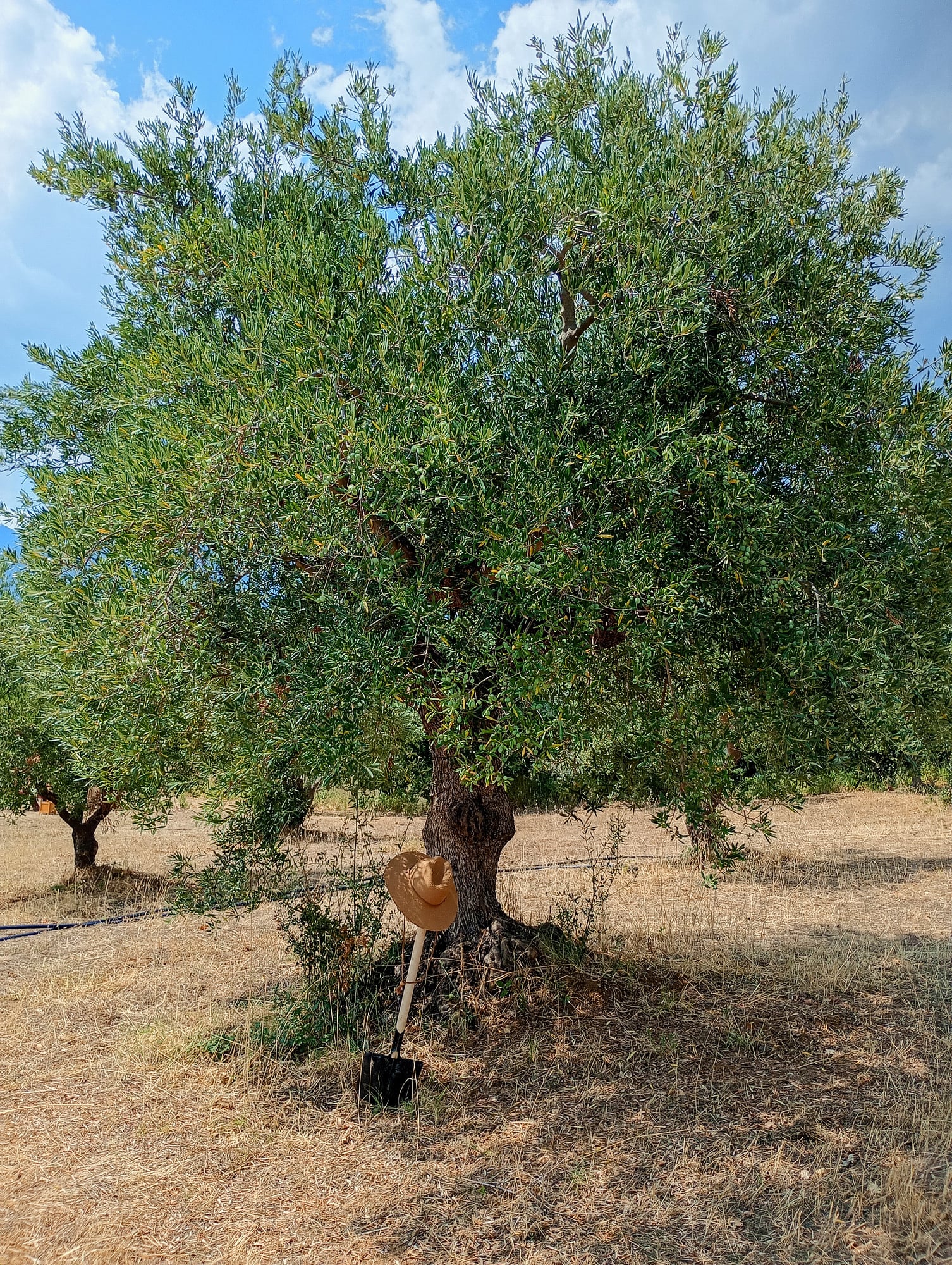 vita-olio Kalabrien