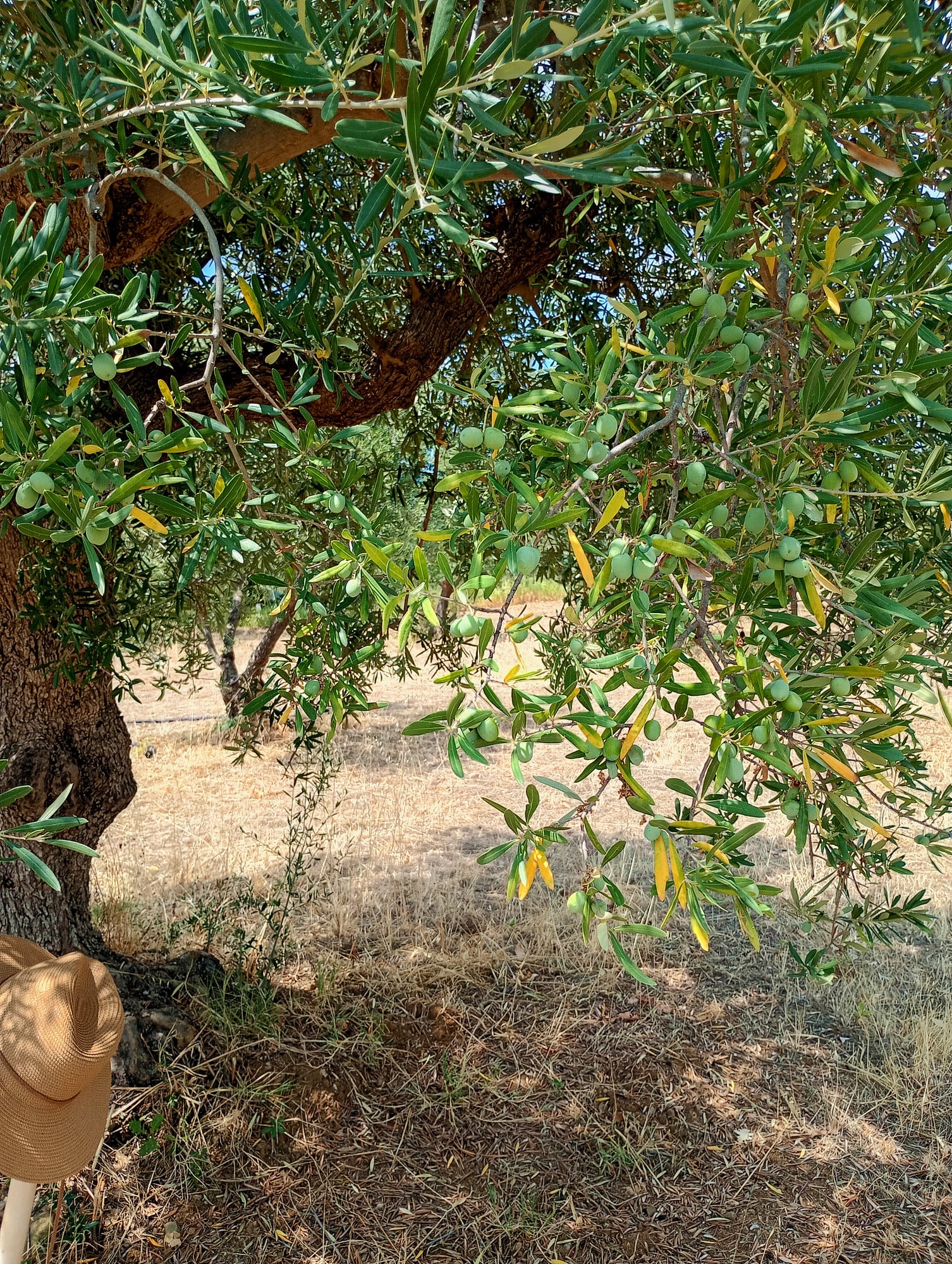 vita-olio Kalabrien