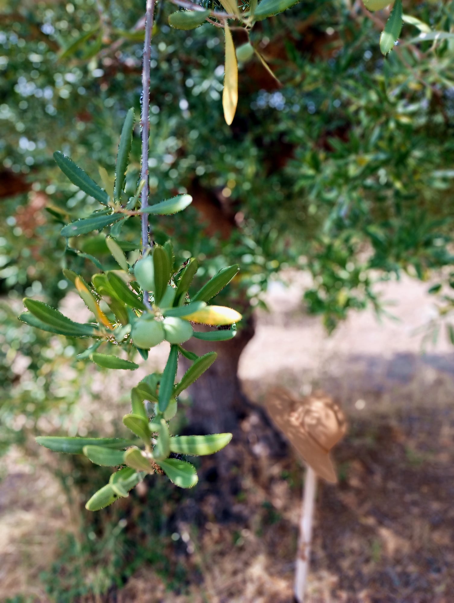 vita-olio Kalabrien