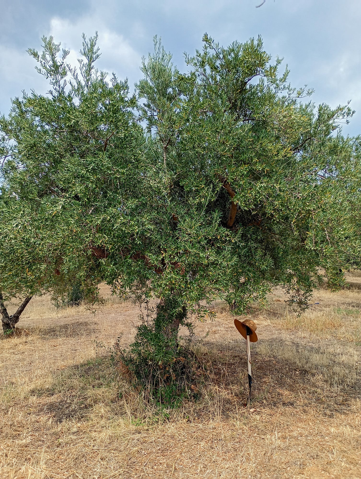 vita-olio Kalabrien