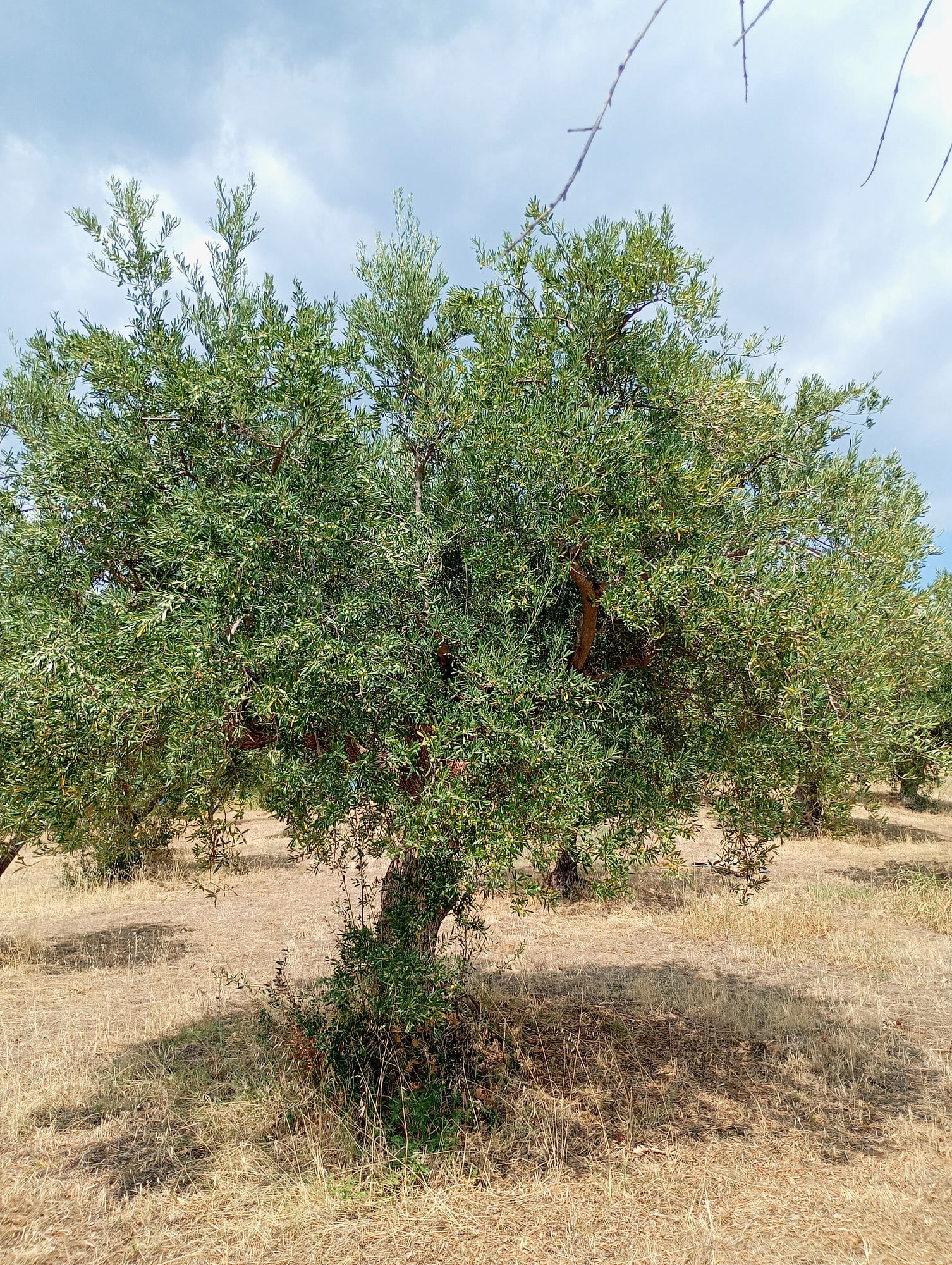 vita-olio Kalabrien