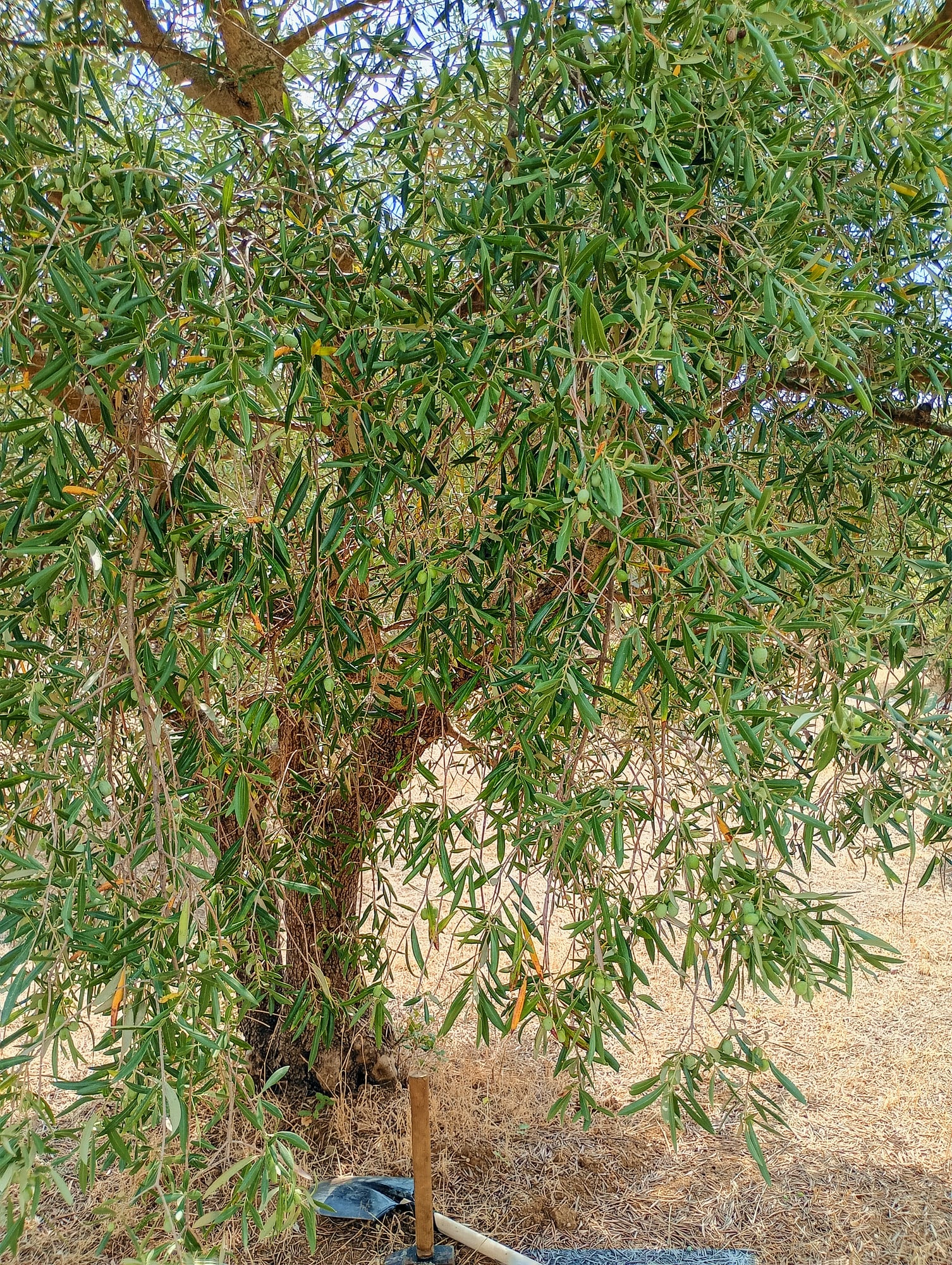 vita-olio Kalabrien