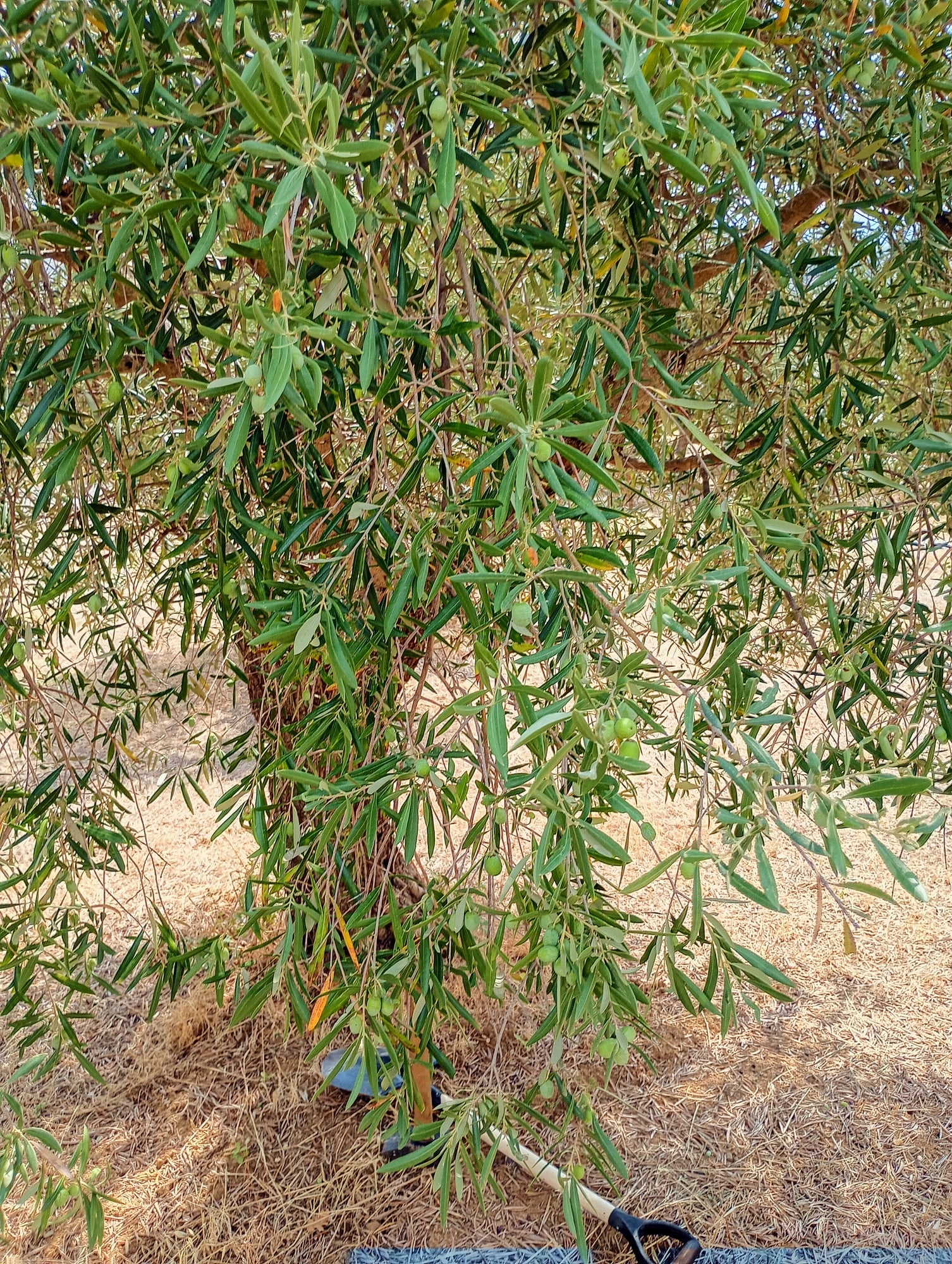 vita-olio Kalabrien