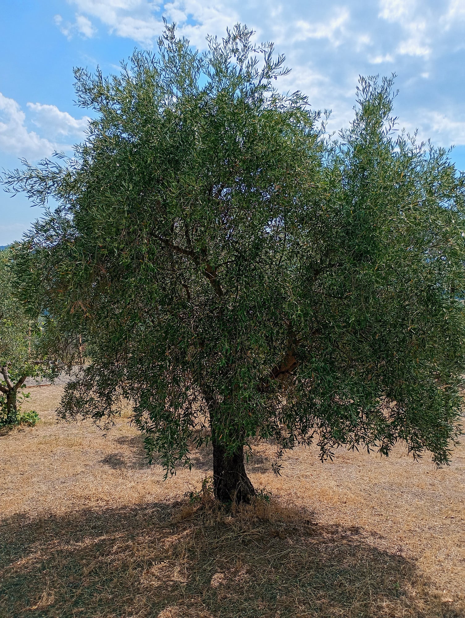 vita-olio Kalabrien
