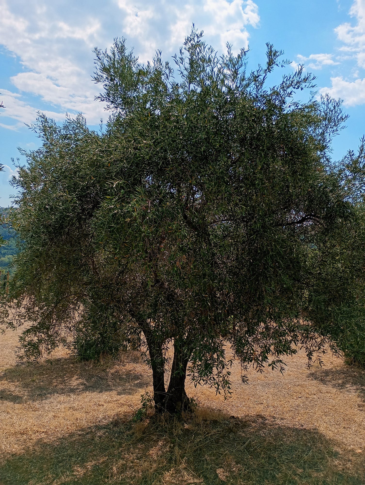 vita-olio Kalabrien
