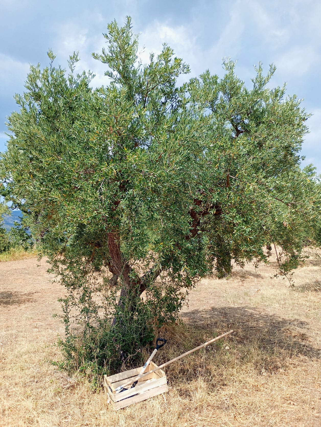 vita-olio Kalabrien