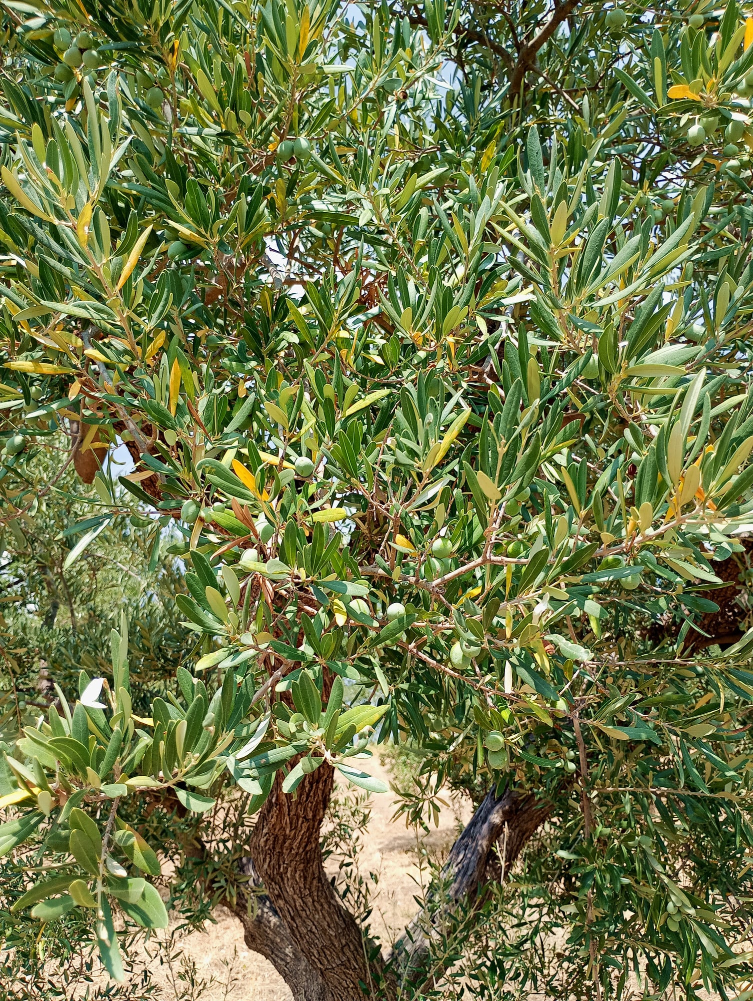 vita-olio Kalabrien