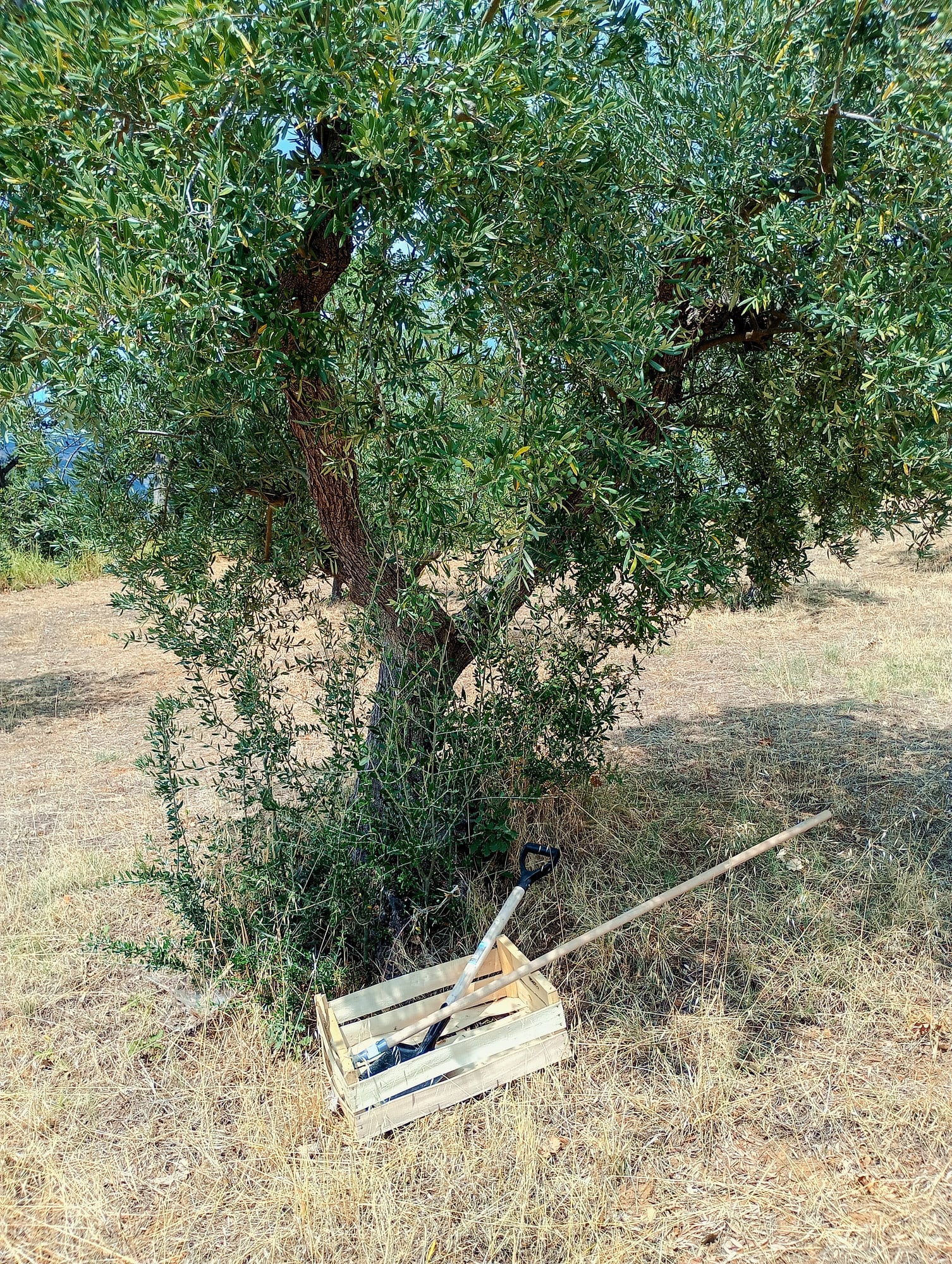 vita-olio Kalabrien