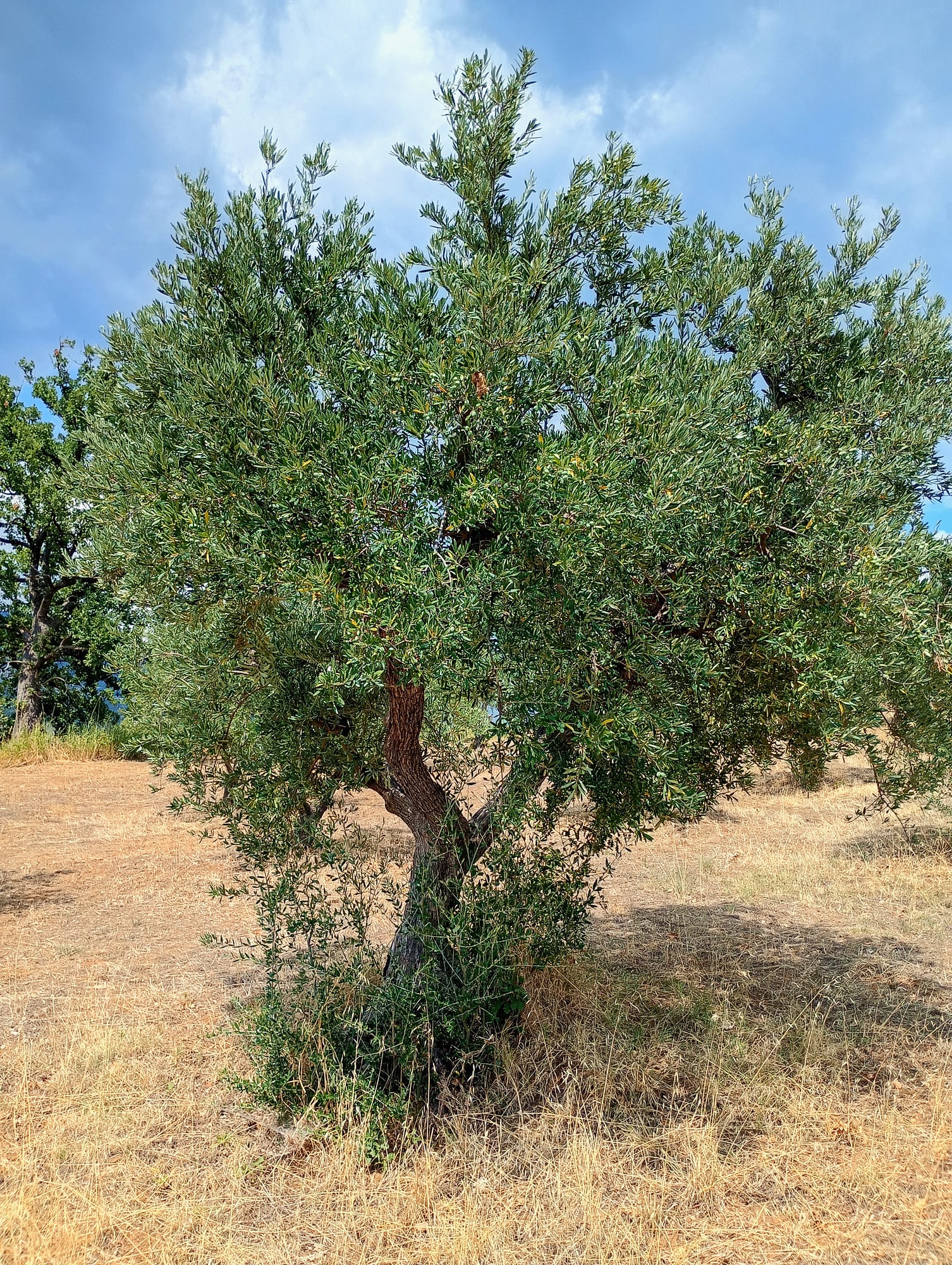 vita-olio Kalabrien