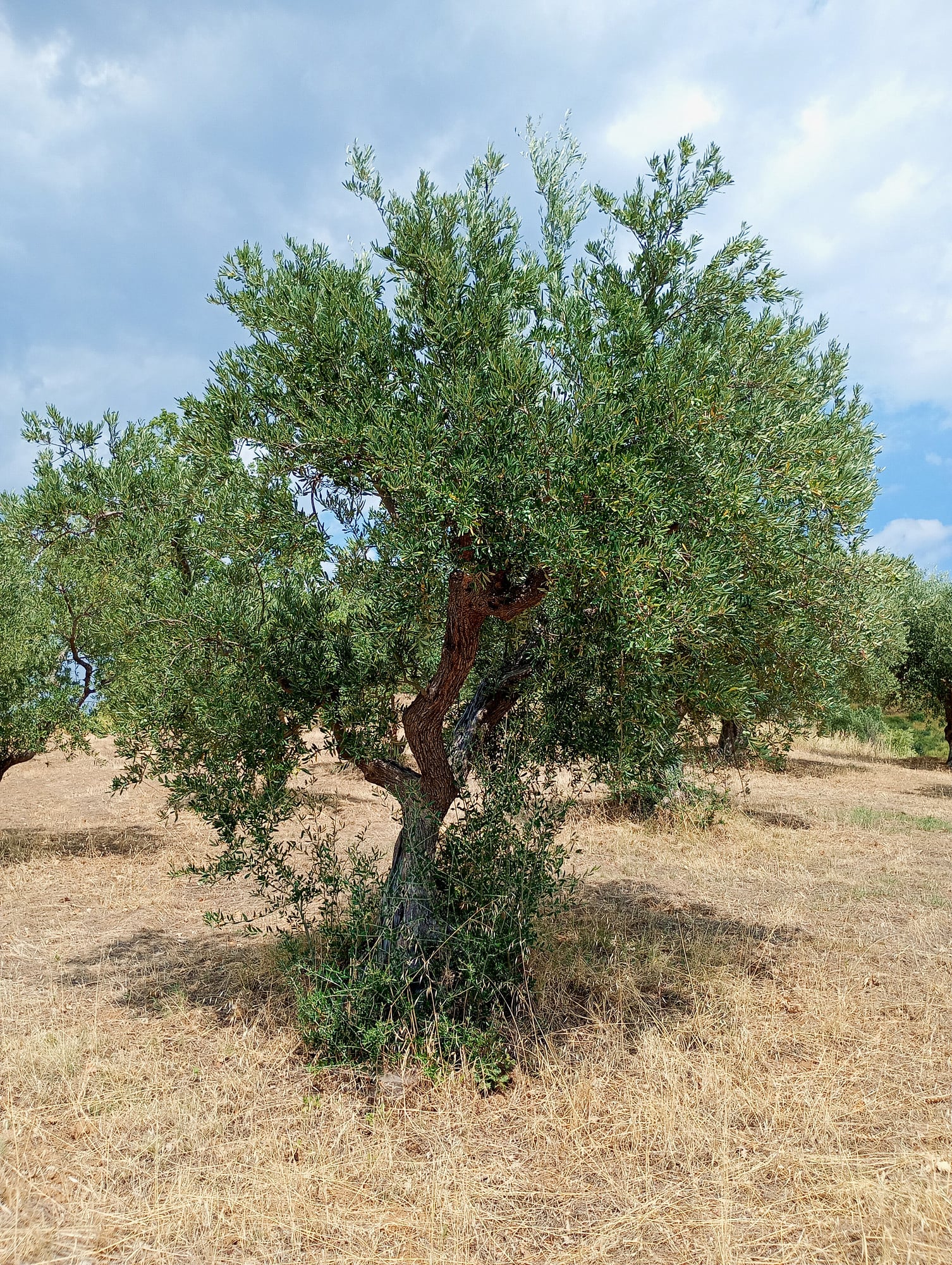 vita-olio Kalabrien