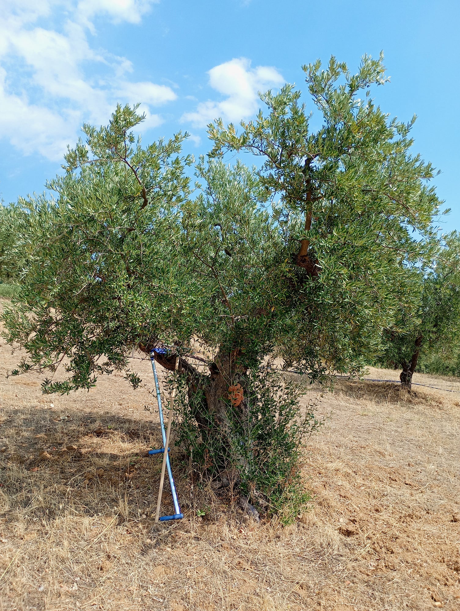 vita-olio Kalabrien