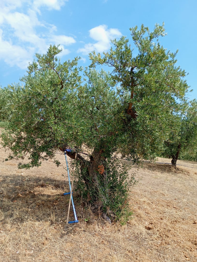 vita-olio Kalabrien