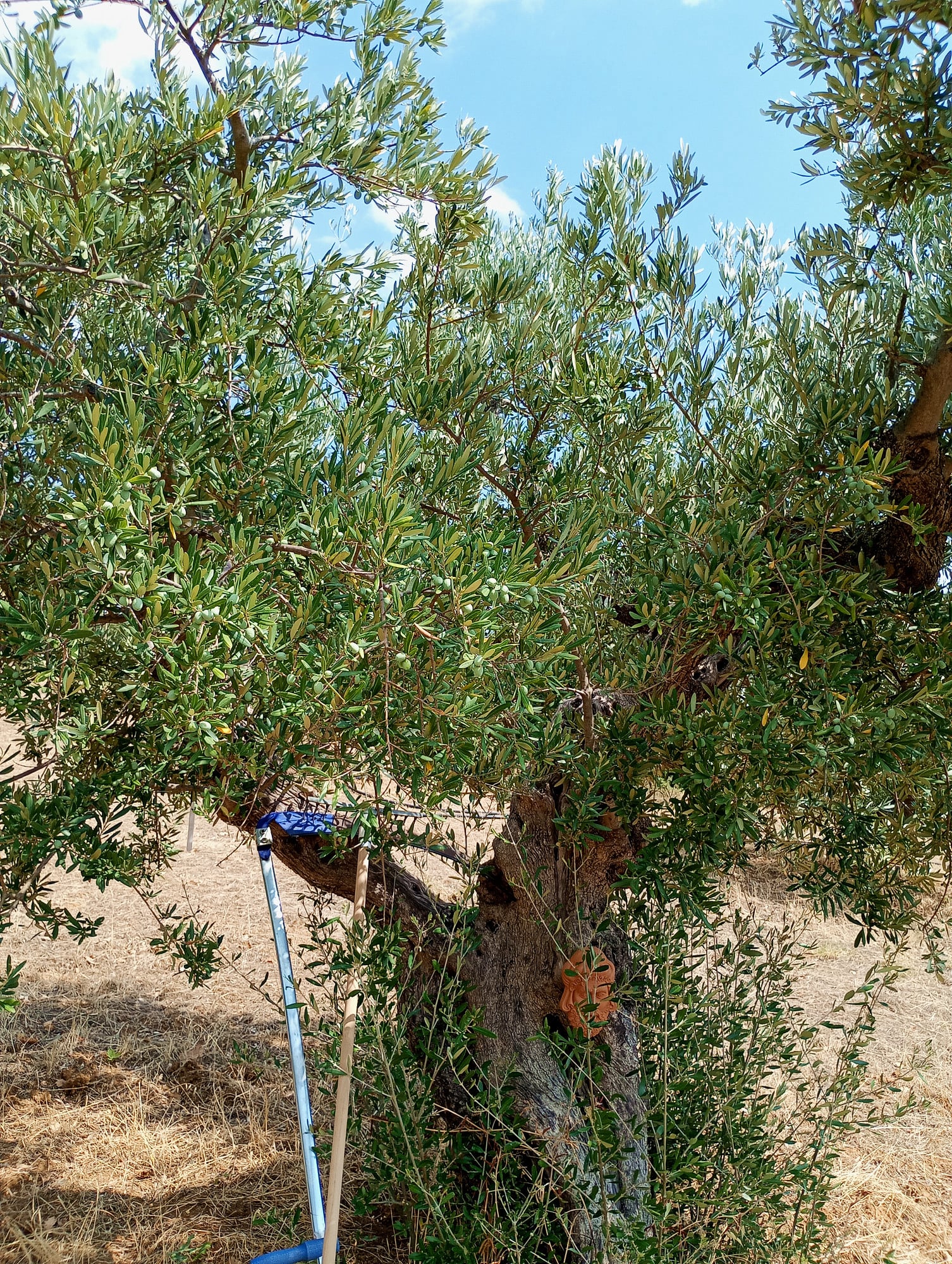 vita-olio Kalabrien