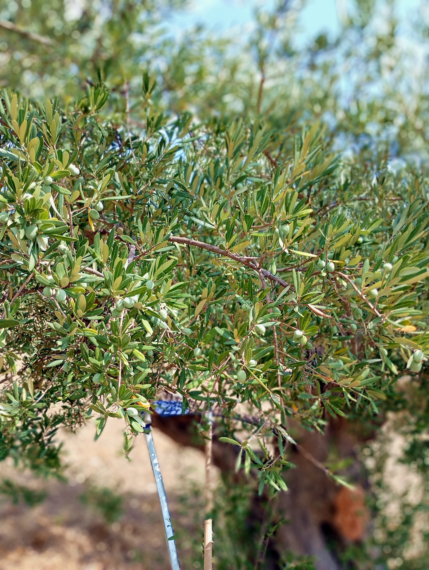 vita-olio Kalabrien