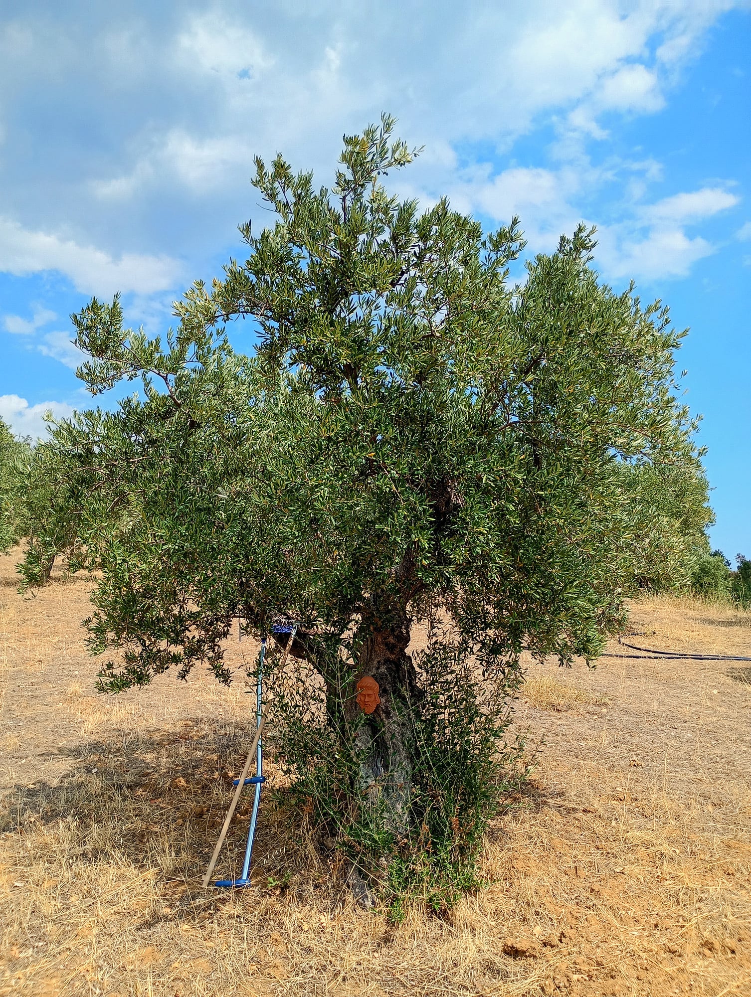 vita-olio Kalabrien