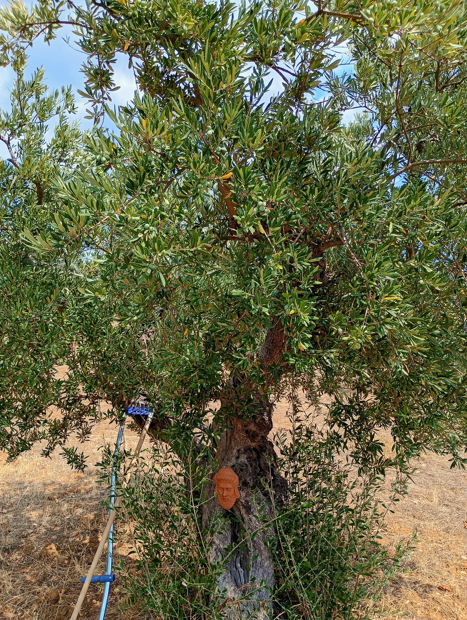 vita-olio Kalabrien