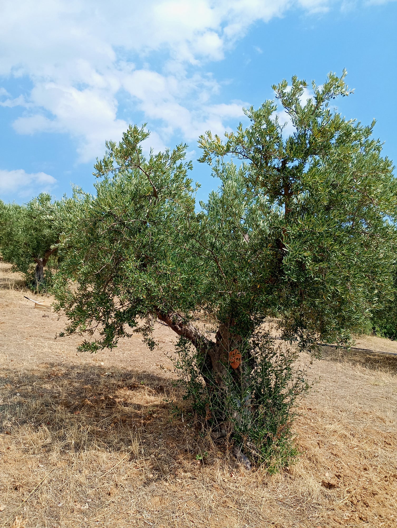 vita-olio Kalabrien
