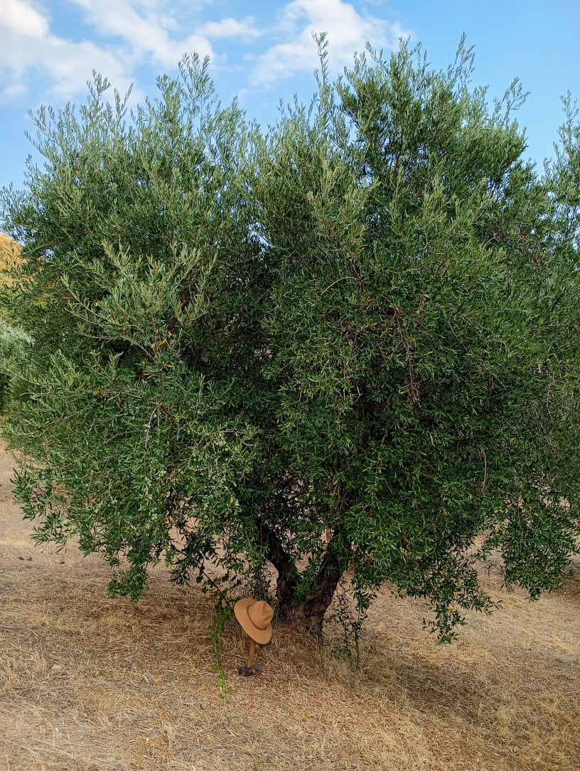 vita-olio Kalabrien