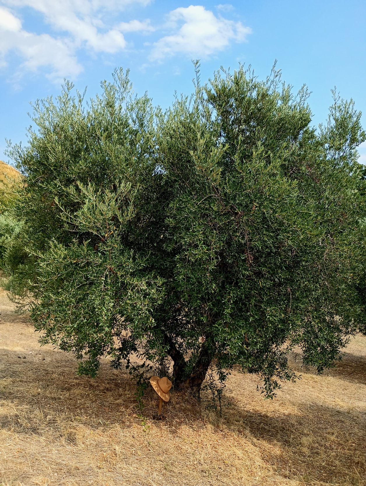vita-olio Kalabrien