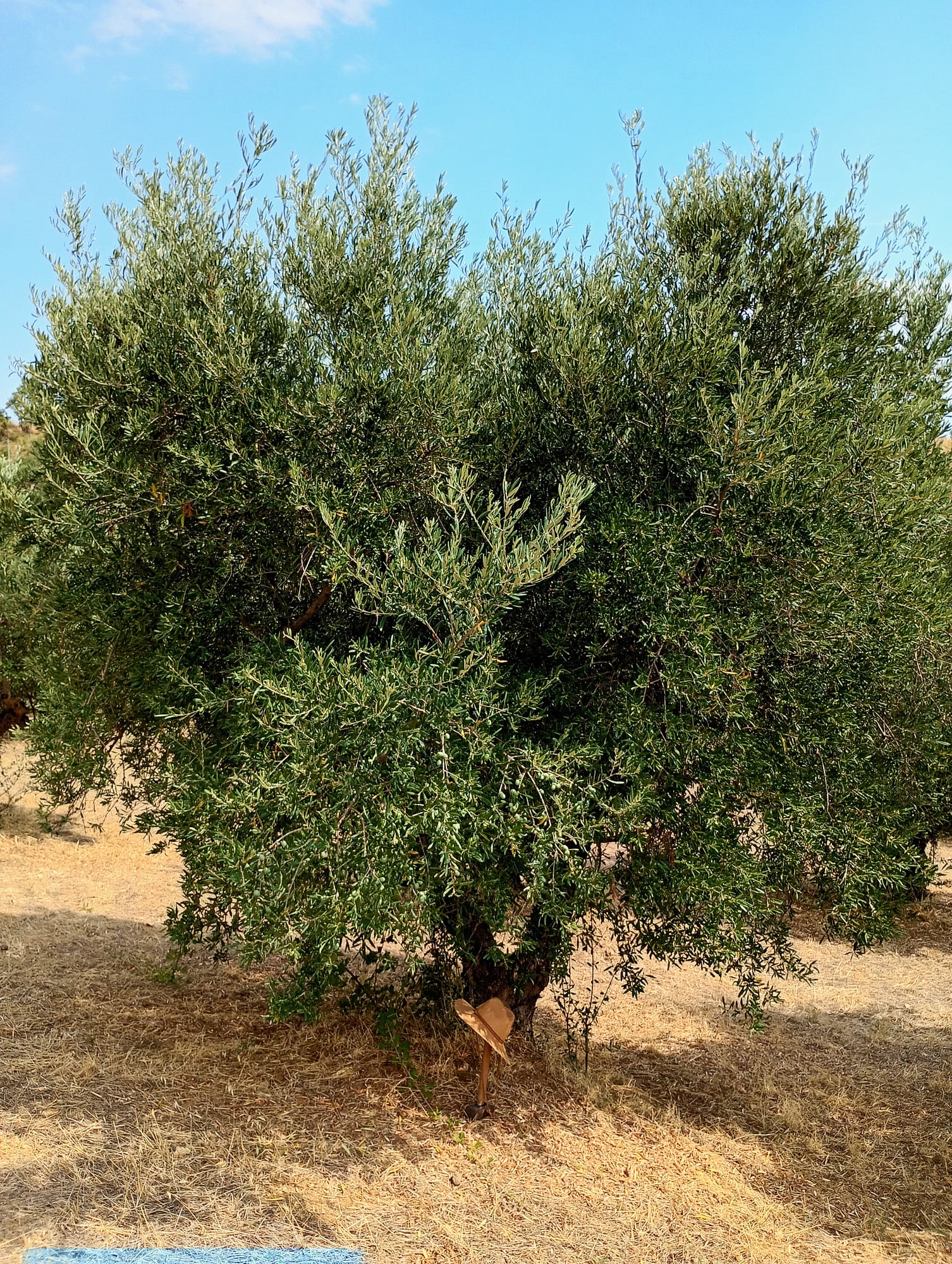 vita-olio Kalabrien