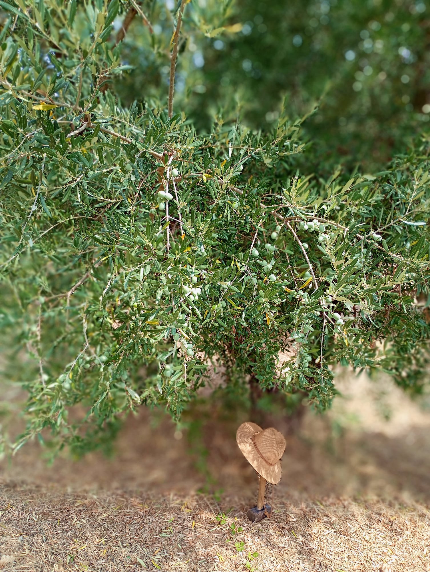 vita-olio Kalabrien