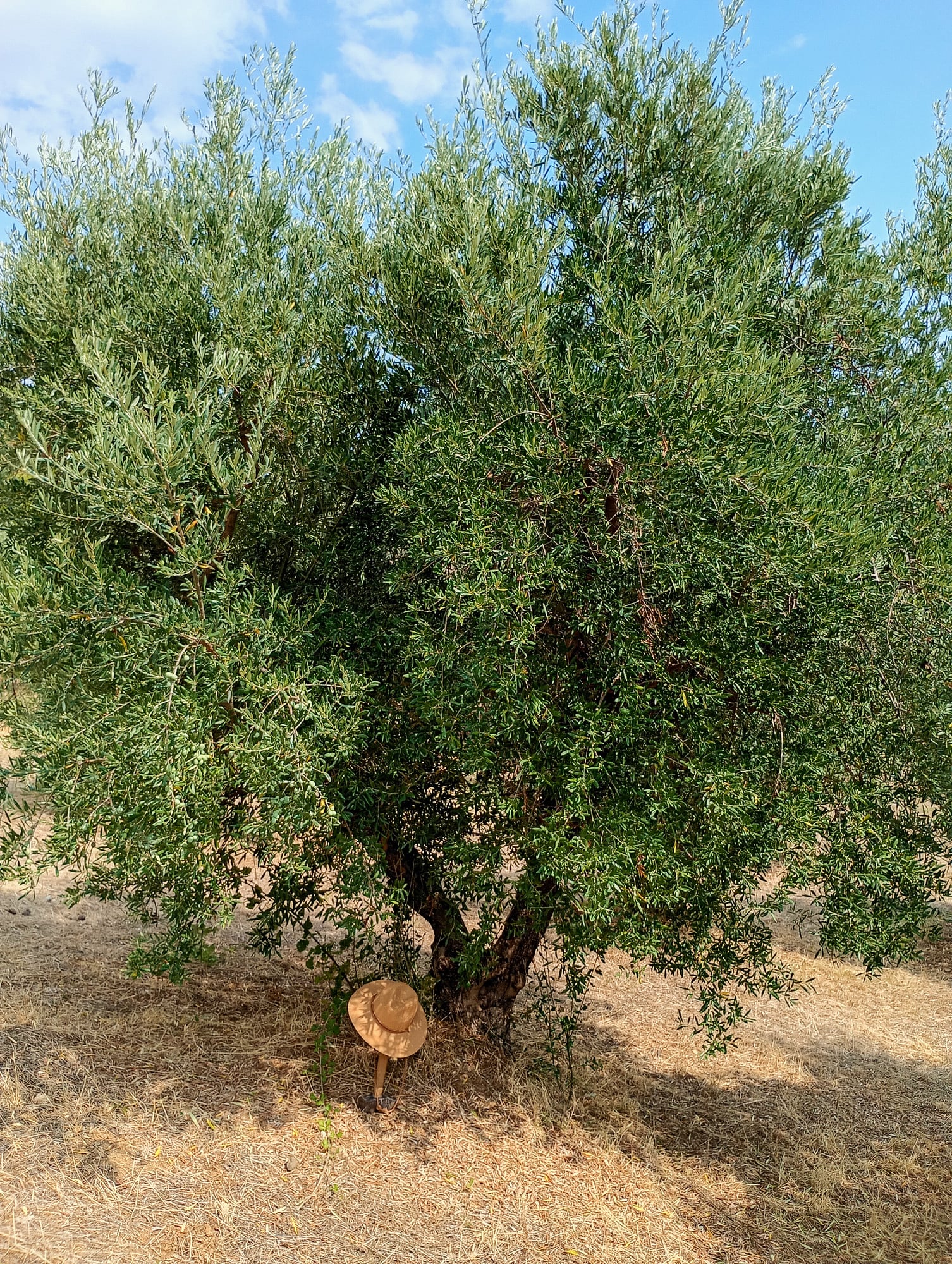 vita-olio Kalabrien