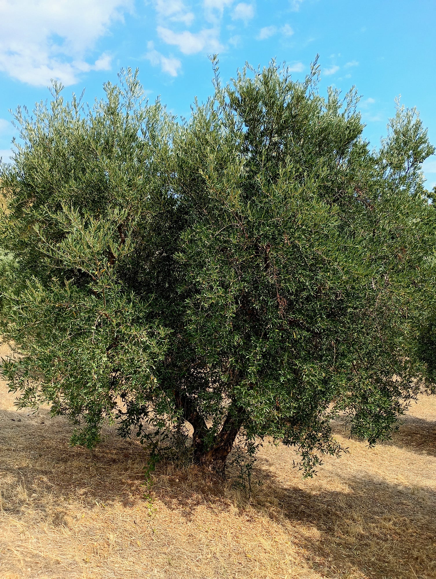 vita-olio Kalabrien