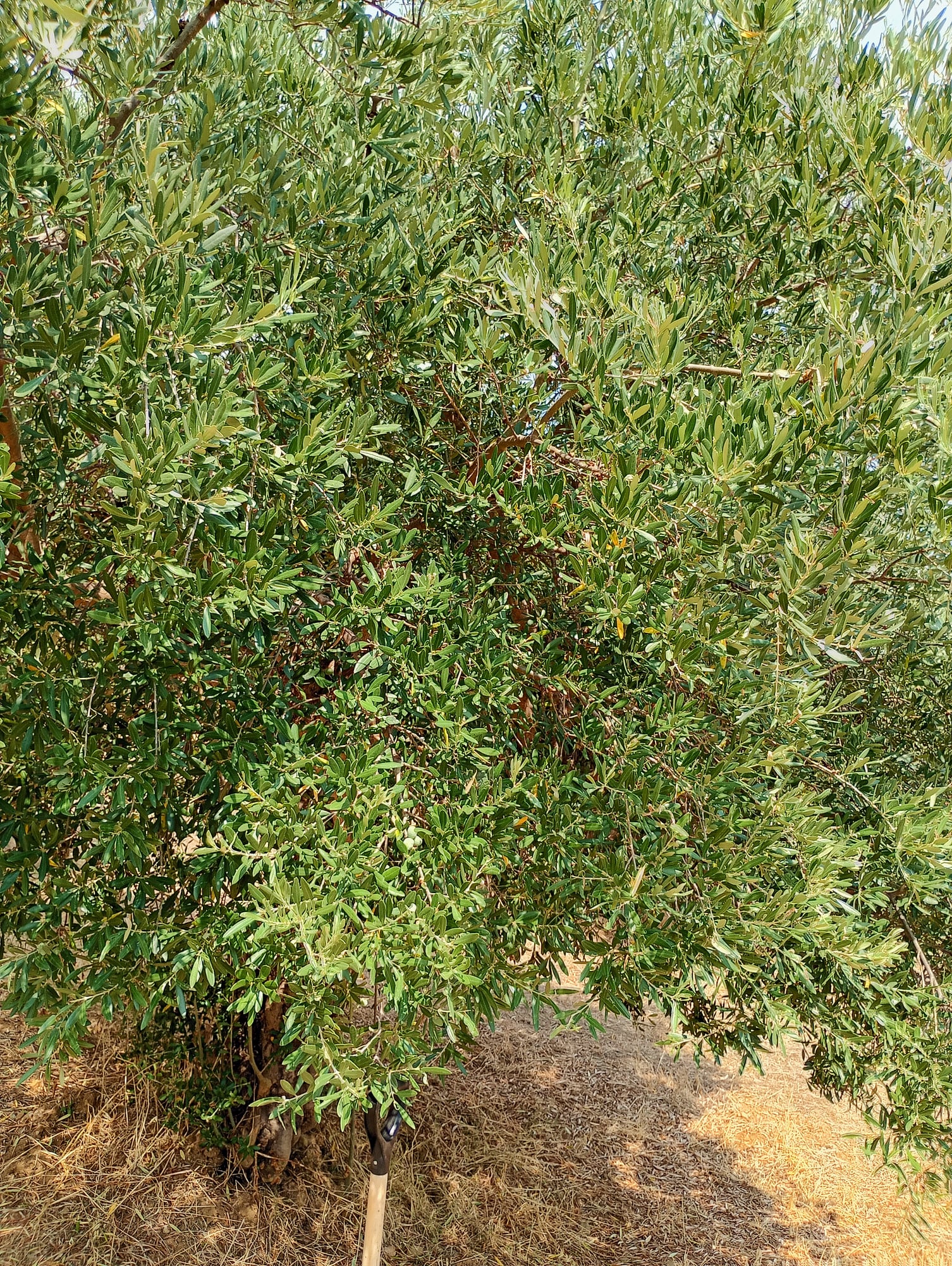 vita-olio Kalabrien